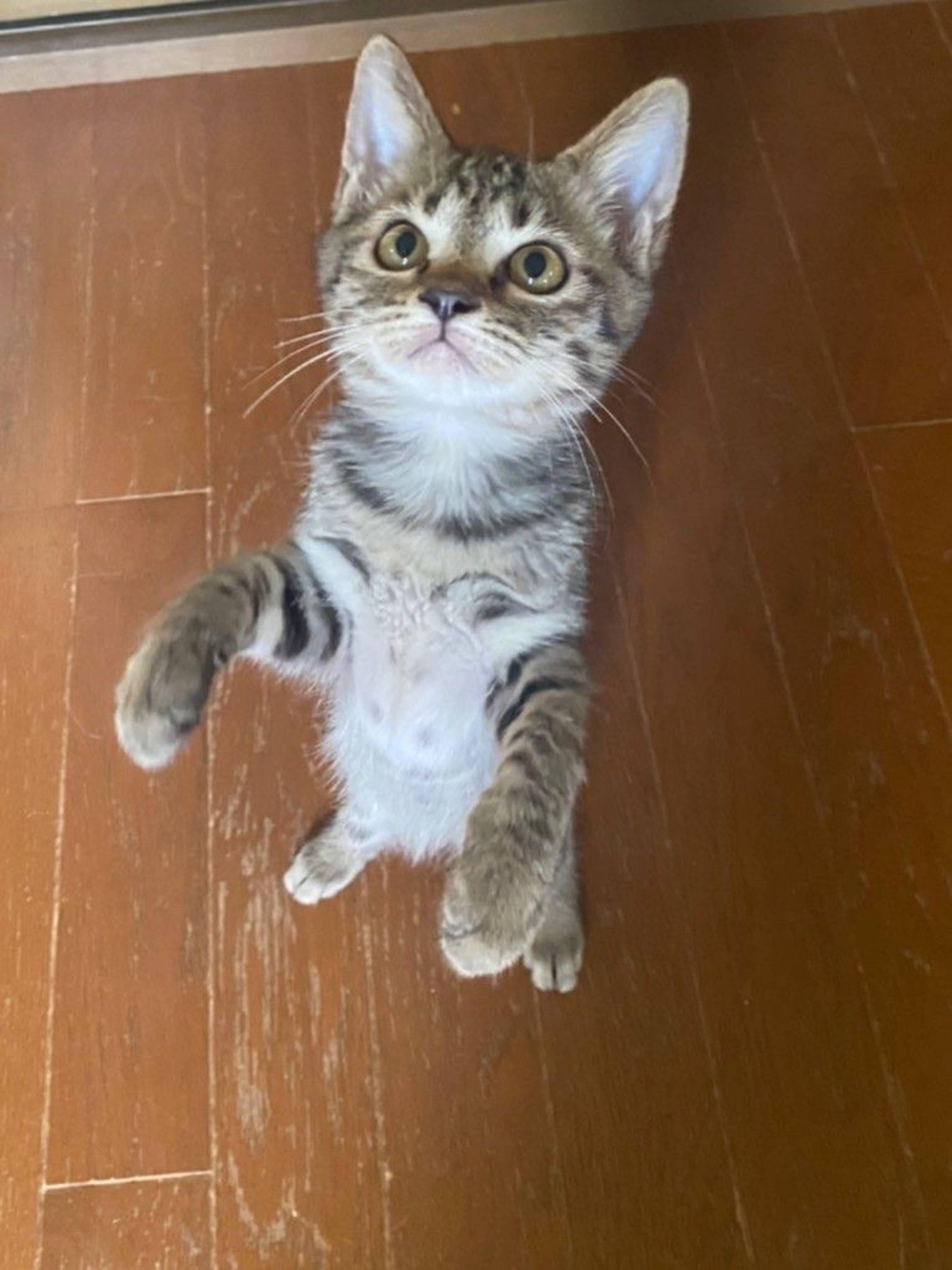 雑種（ミックス猫）・メスの里親募集の写真
