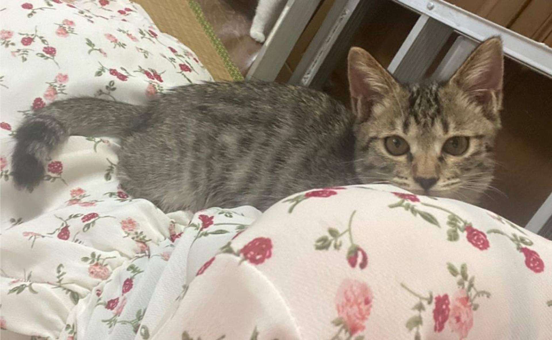 pet-image-3