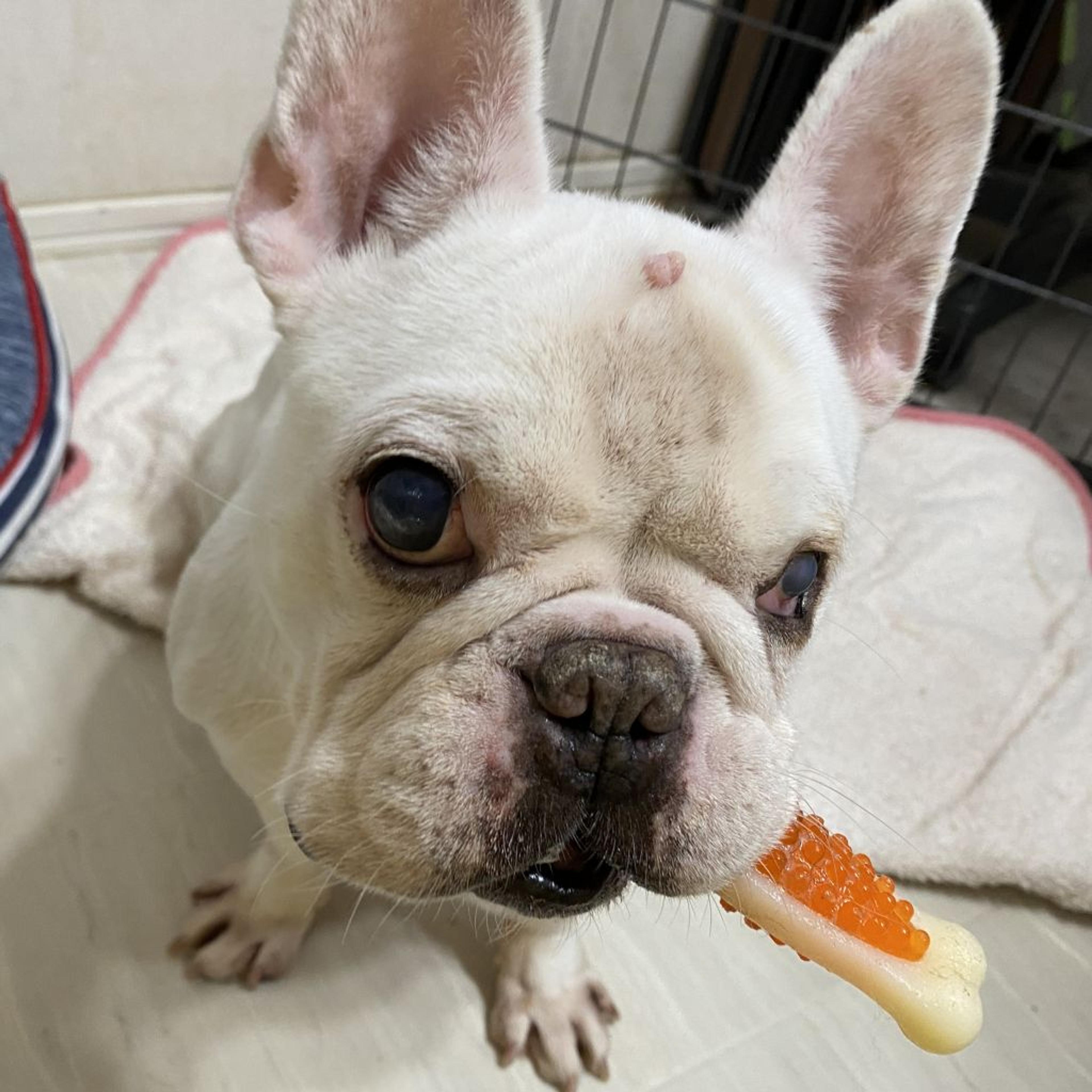 pet-image-2