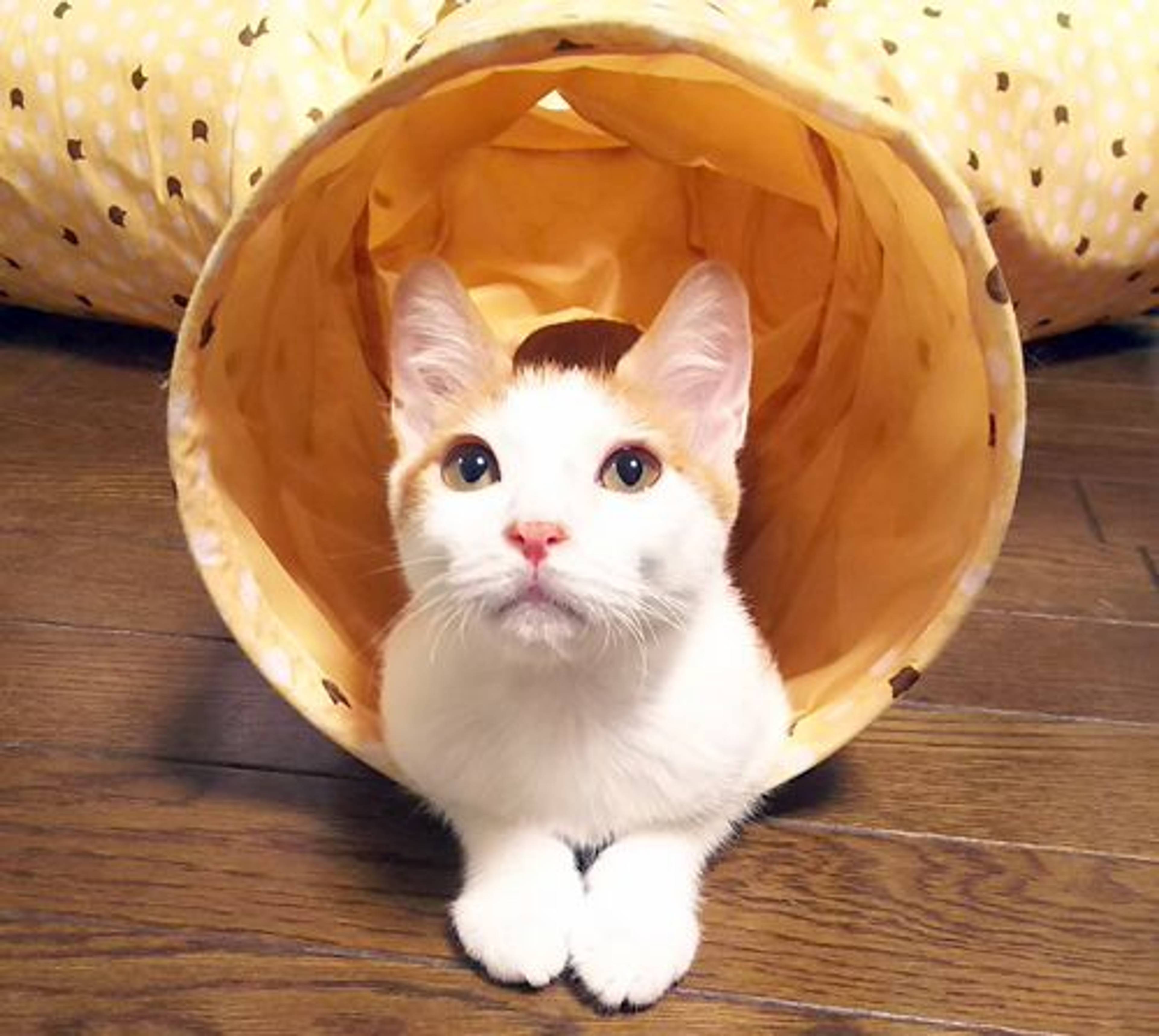 雑種（ミックス猫）・オスの里親募集の写真