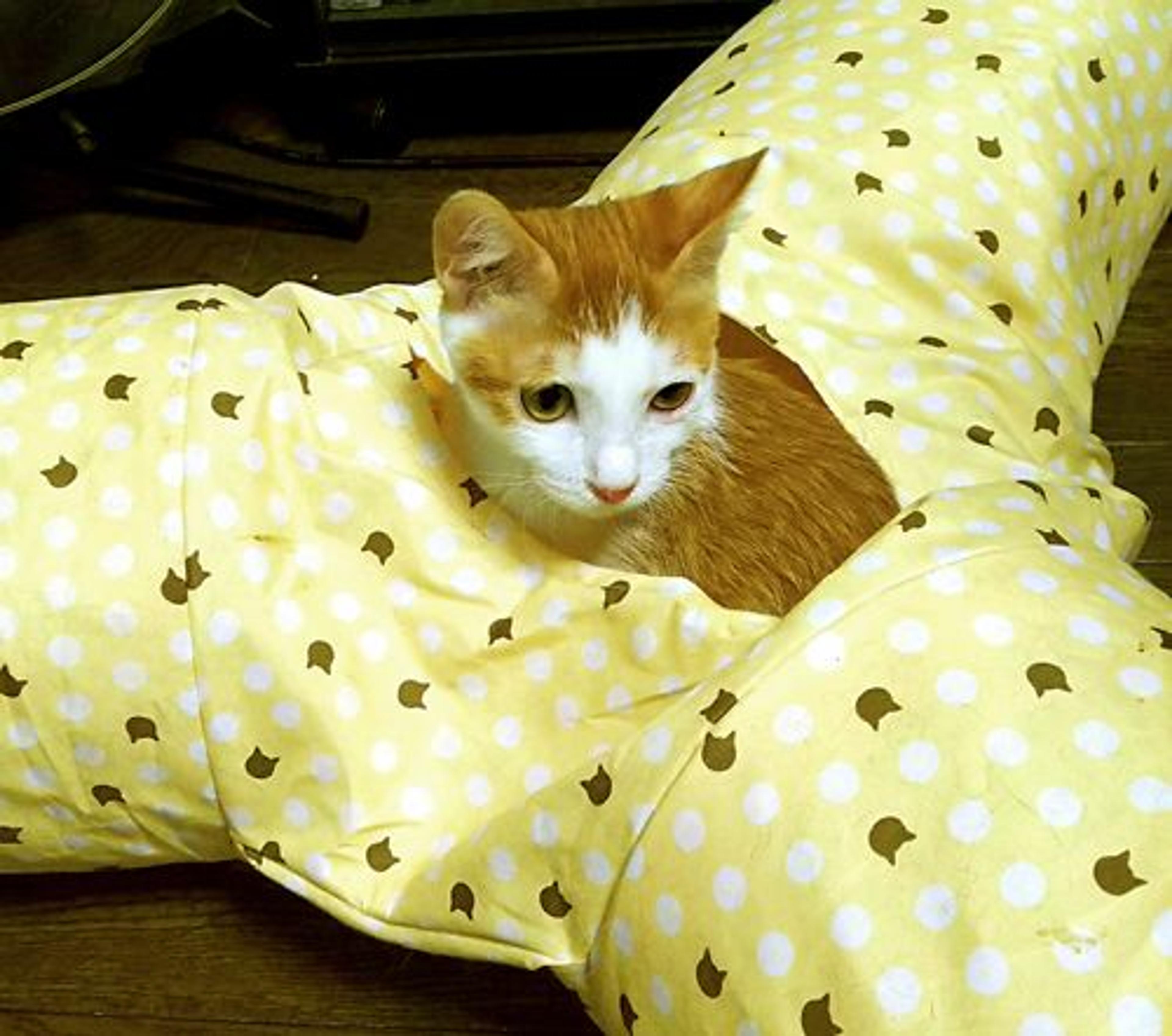 pet-image-2