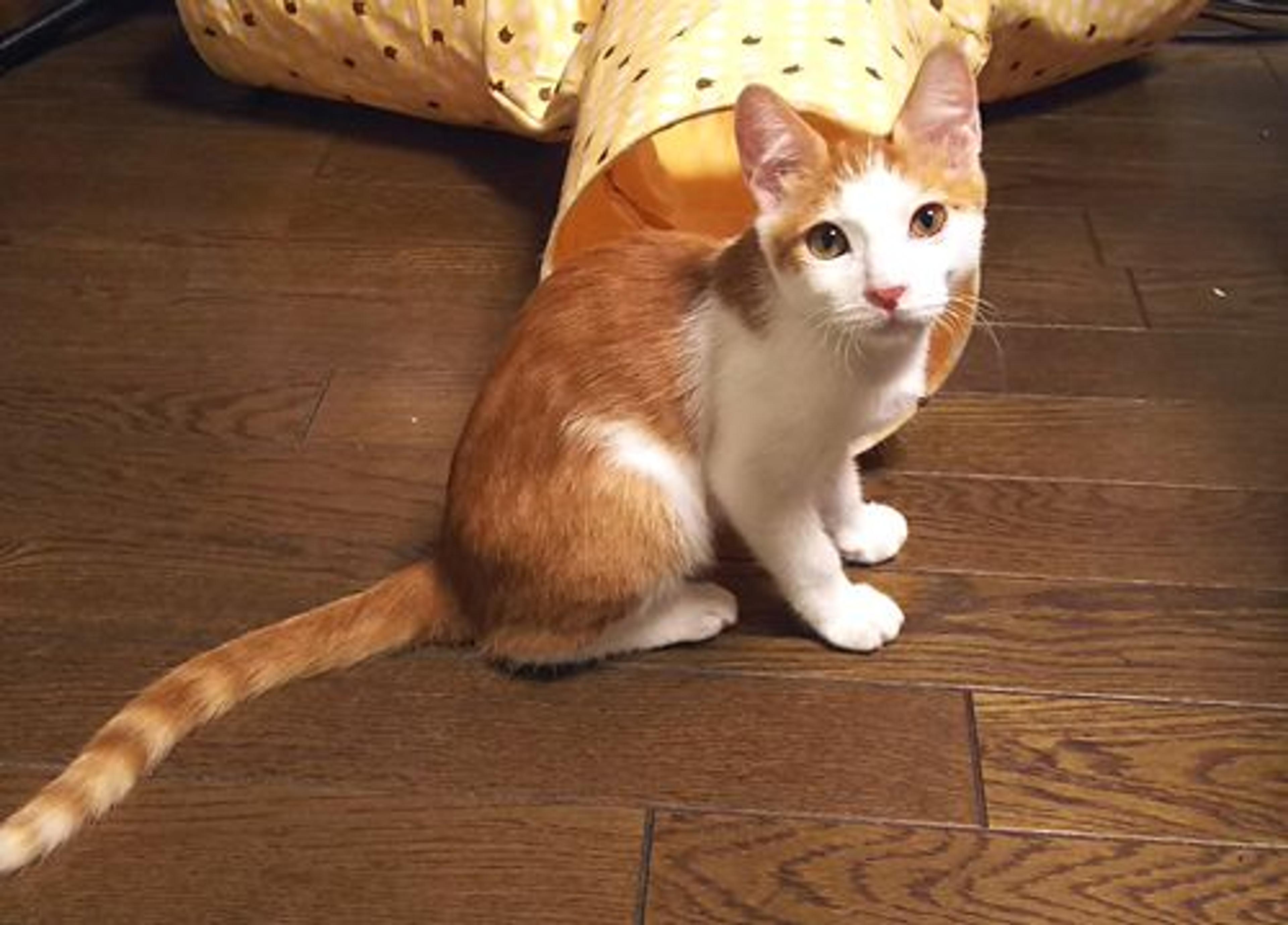 pet-image-3