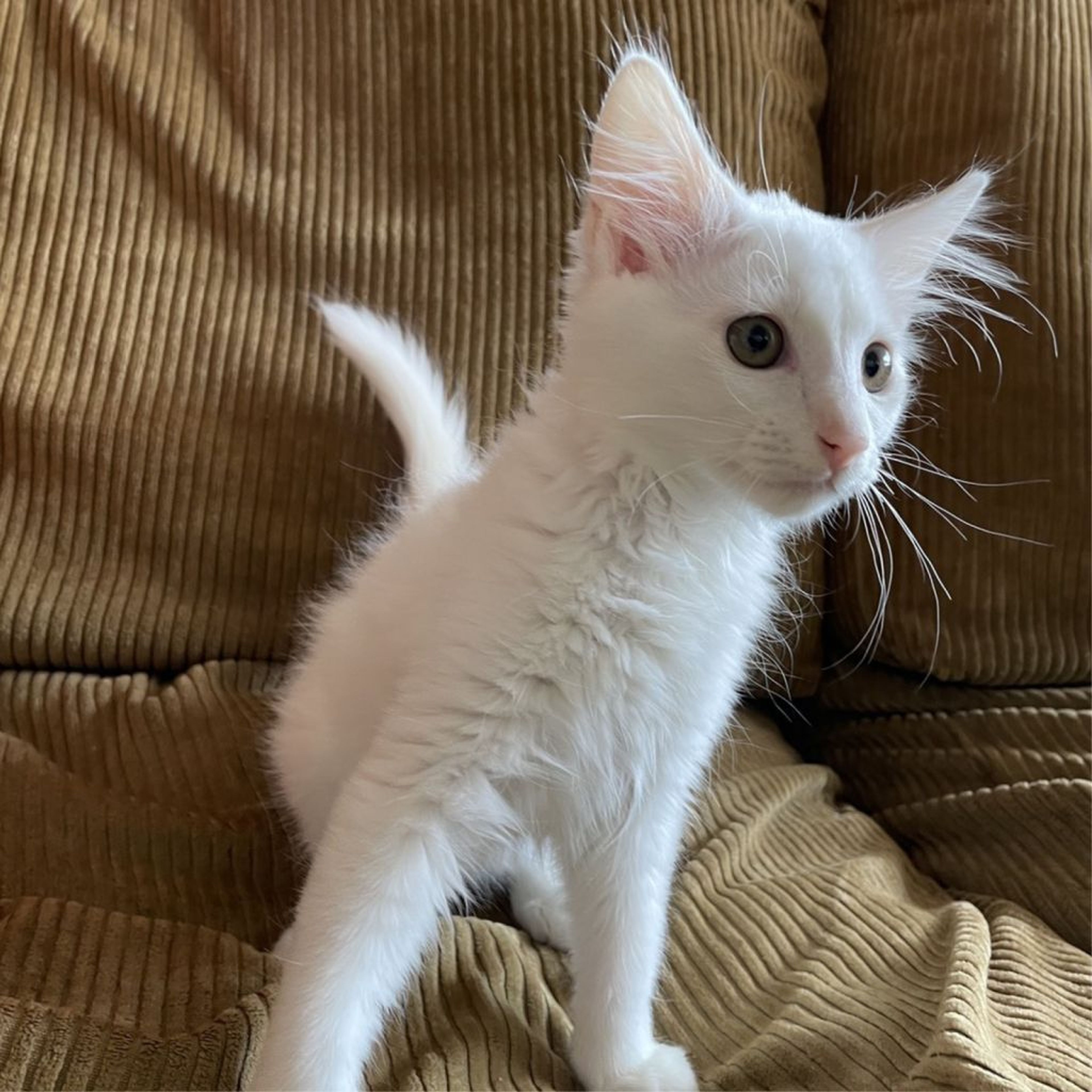 雑種（ミックス猫）・オスの里親募集の写真