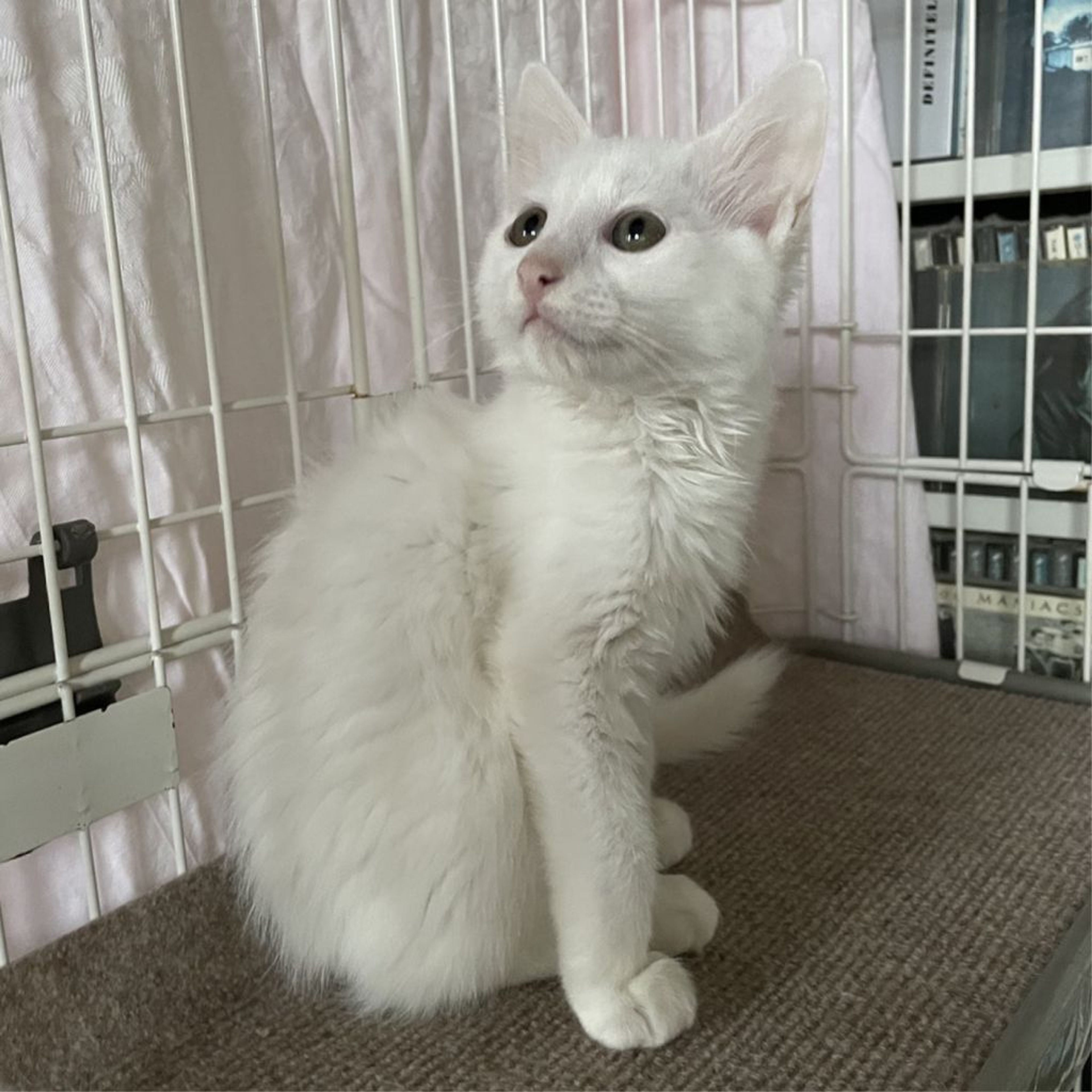 pet-image-4
