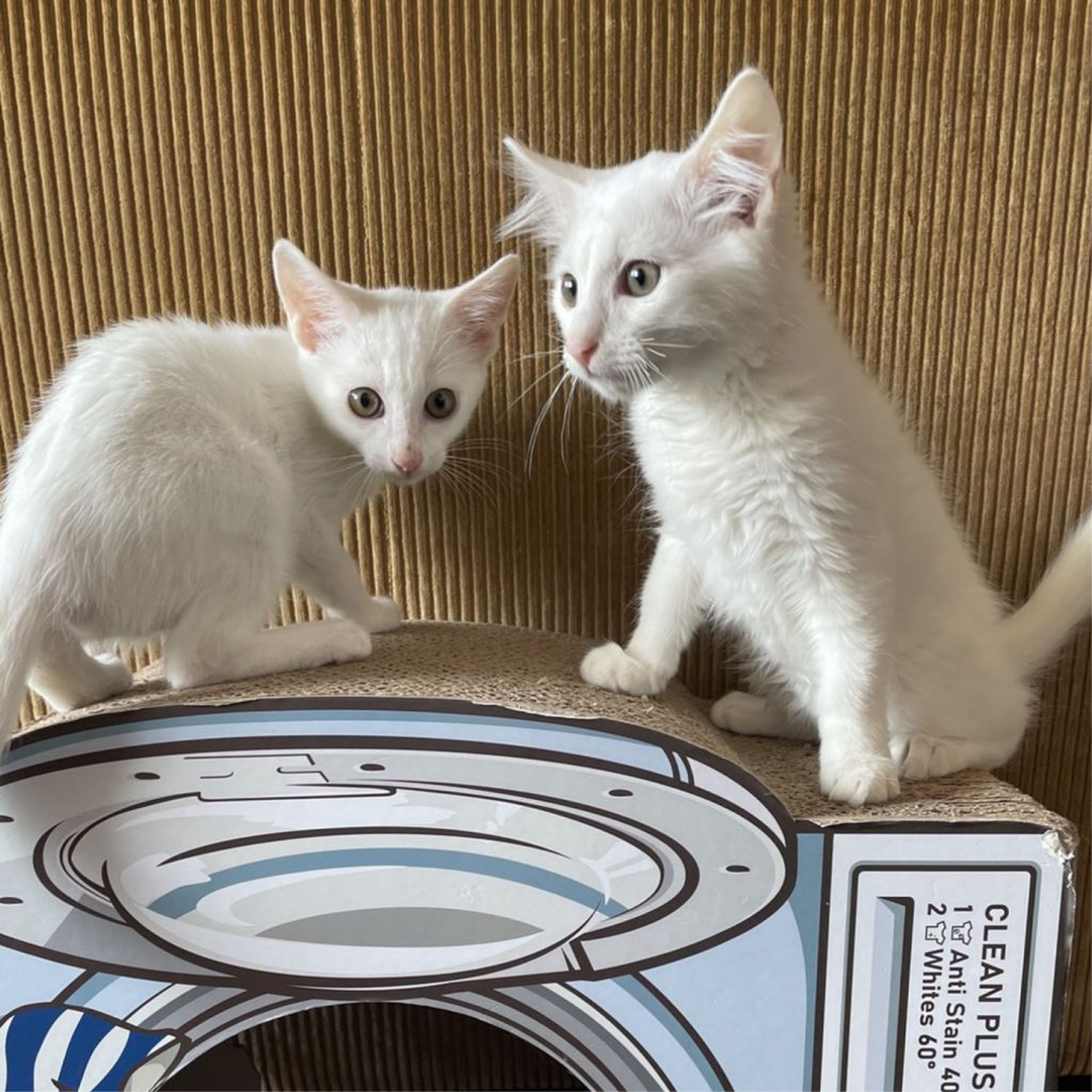 pet-image-5