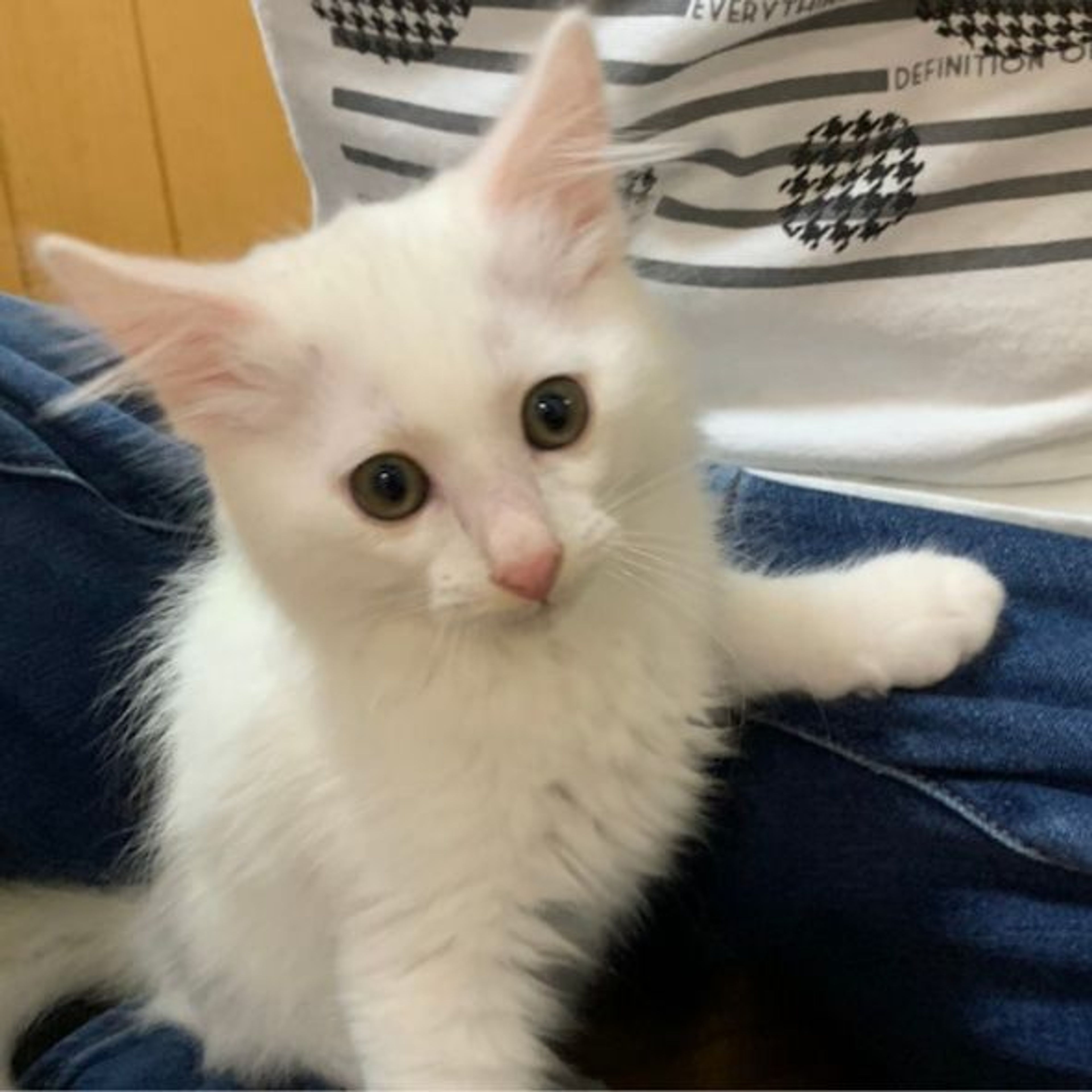 pet-image-6