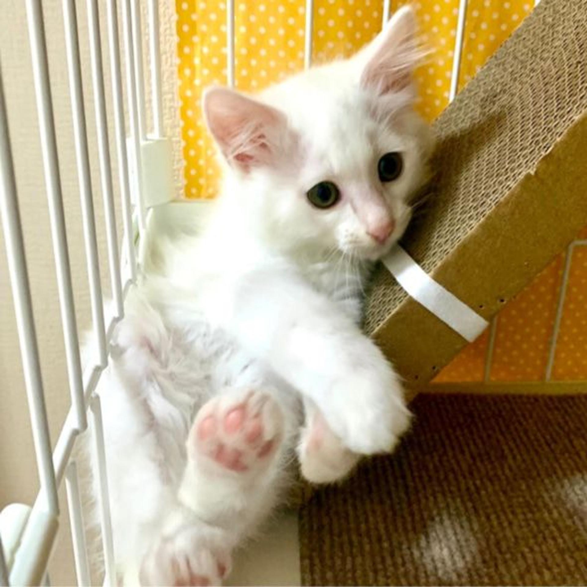 pet-image-7