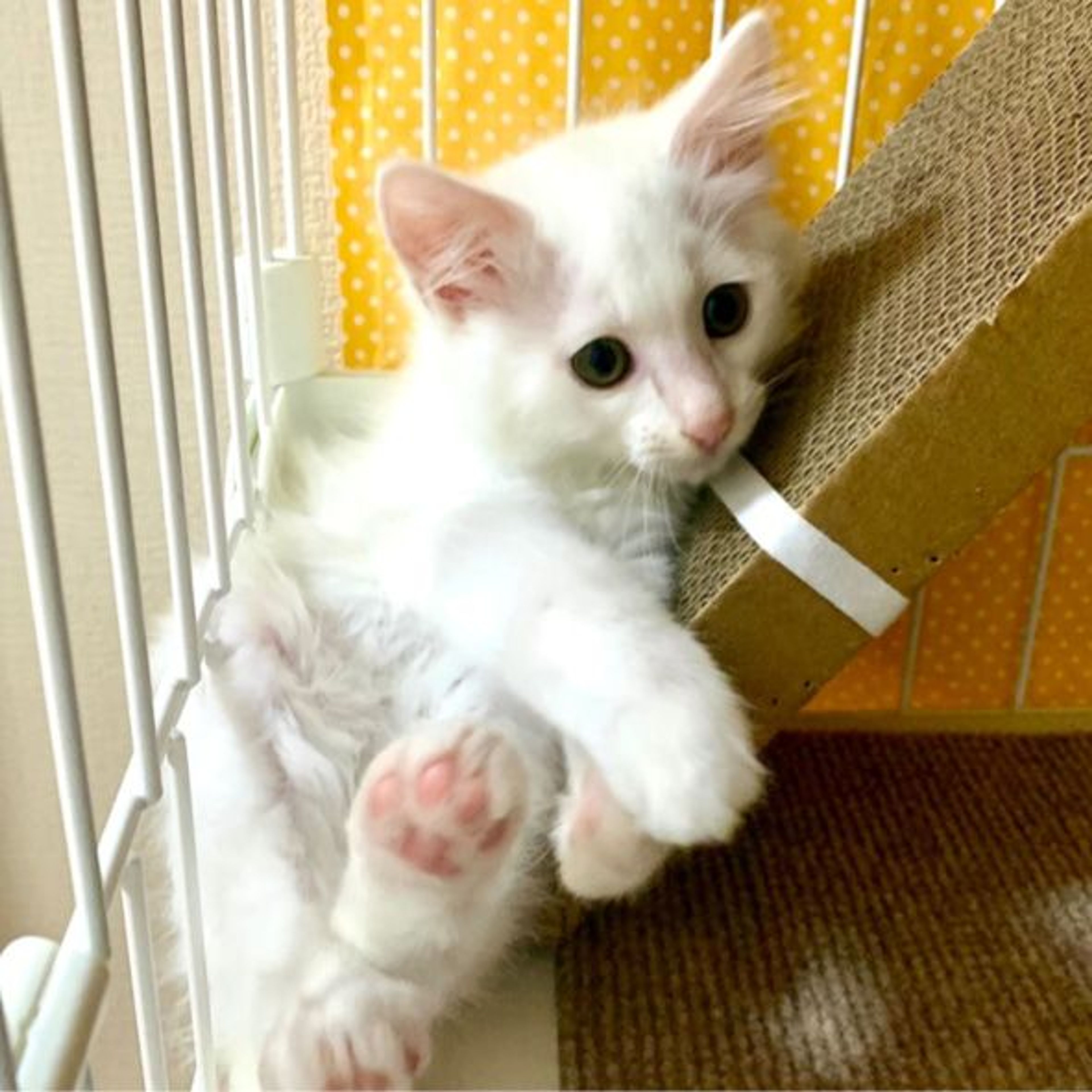 pet-image-7