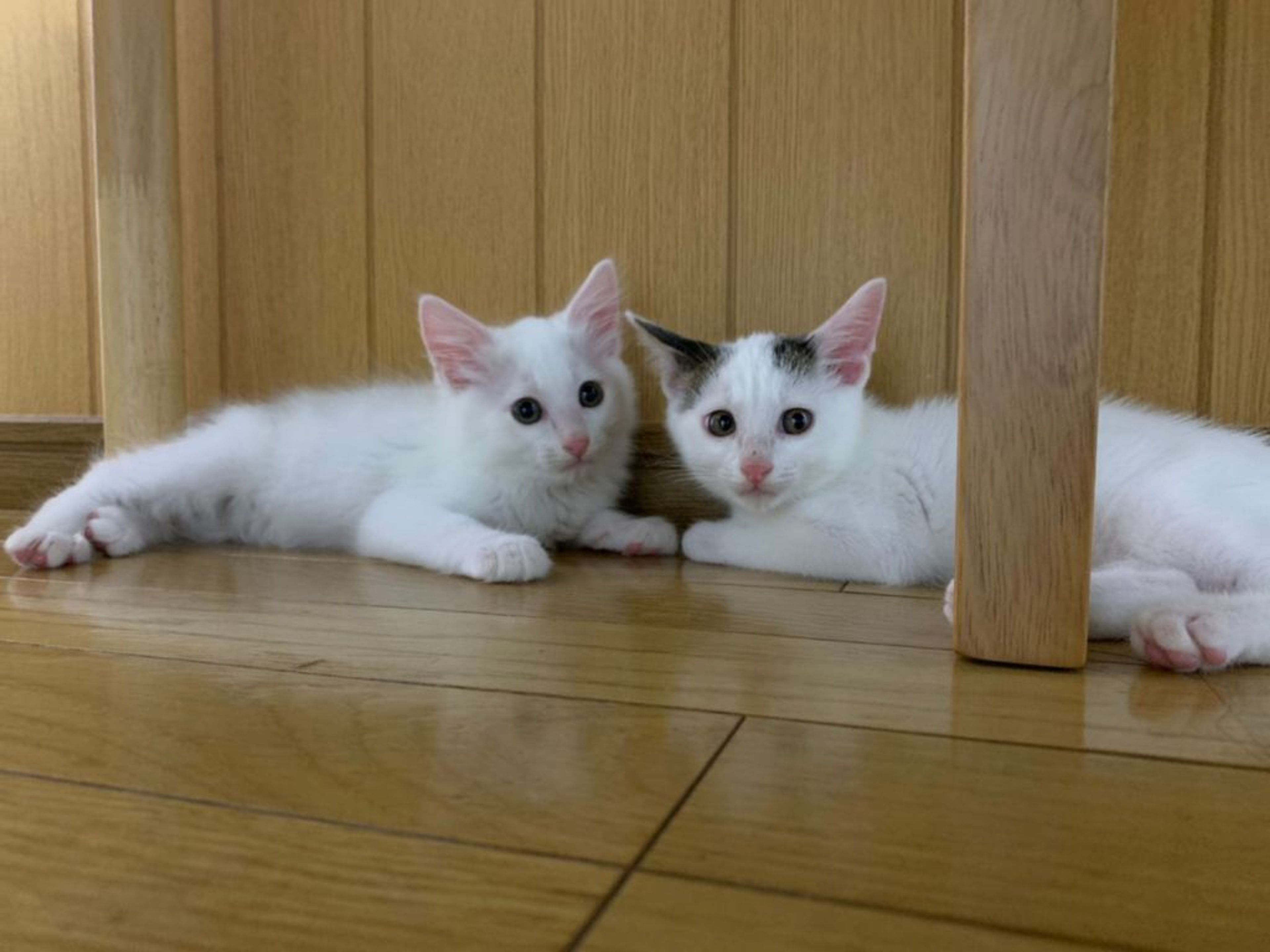 pet-image-8