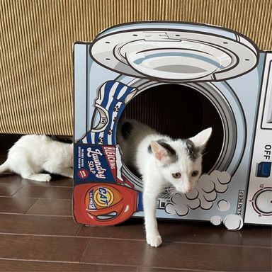 プーの写真