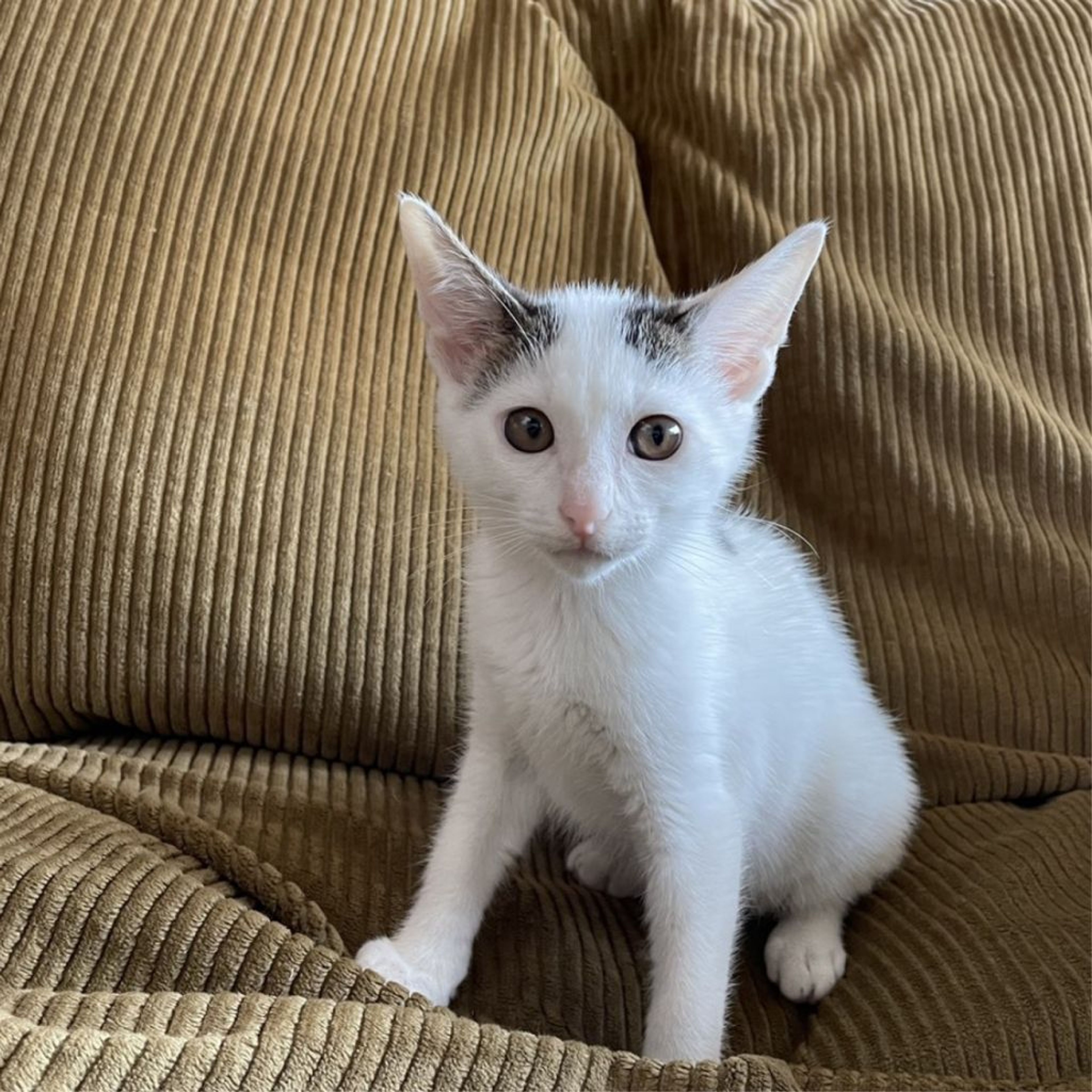 pet-image-4
