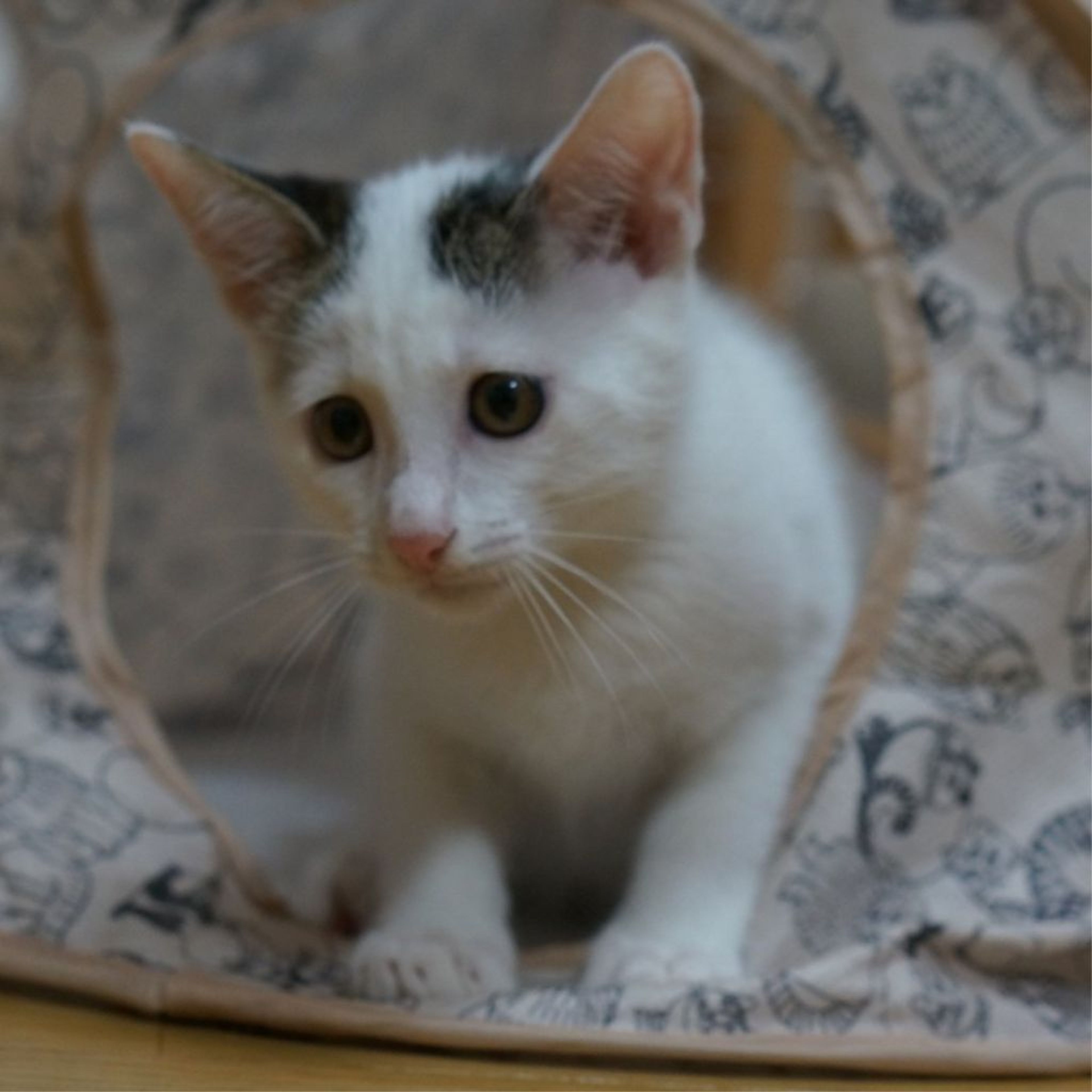 pet-image-5