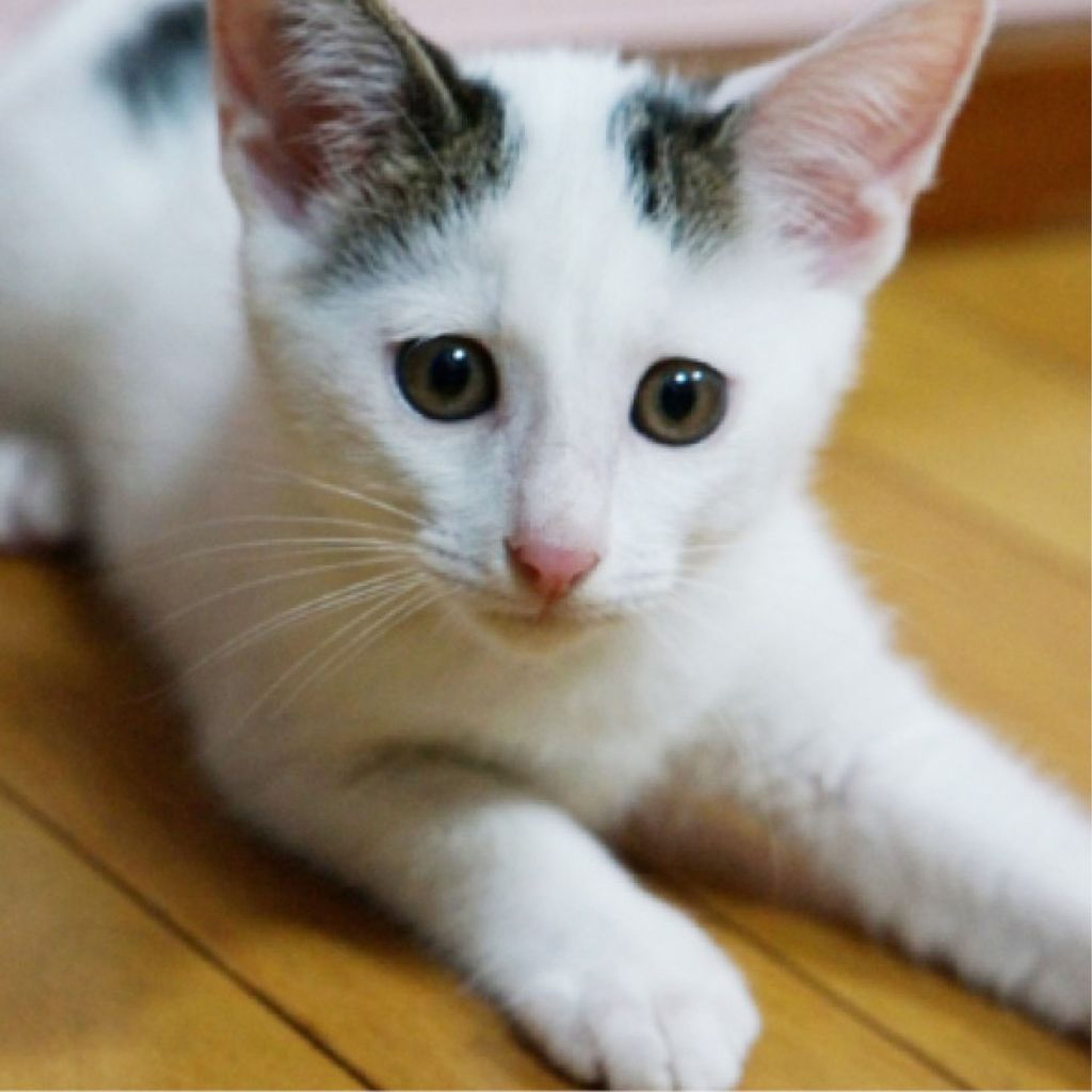 pet-image-6