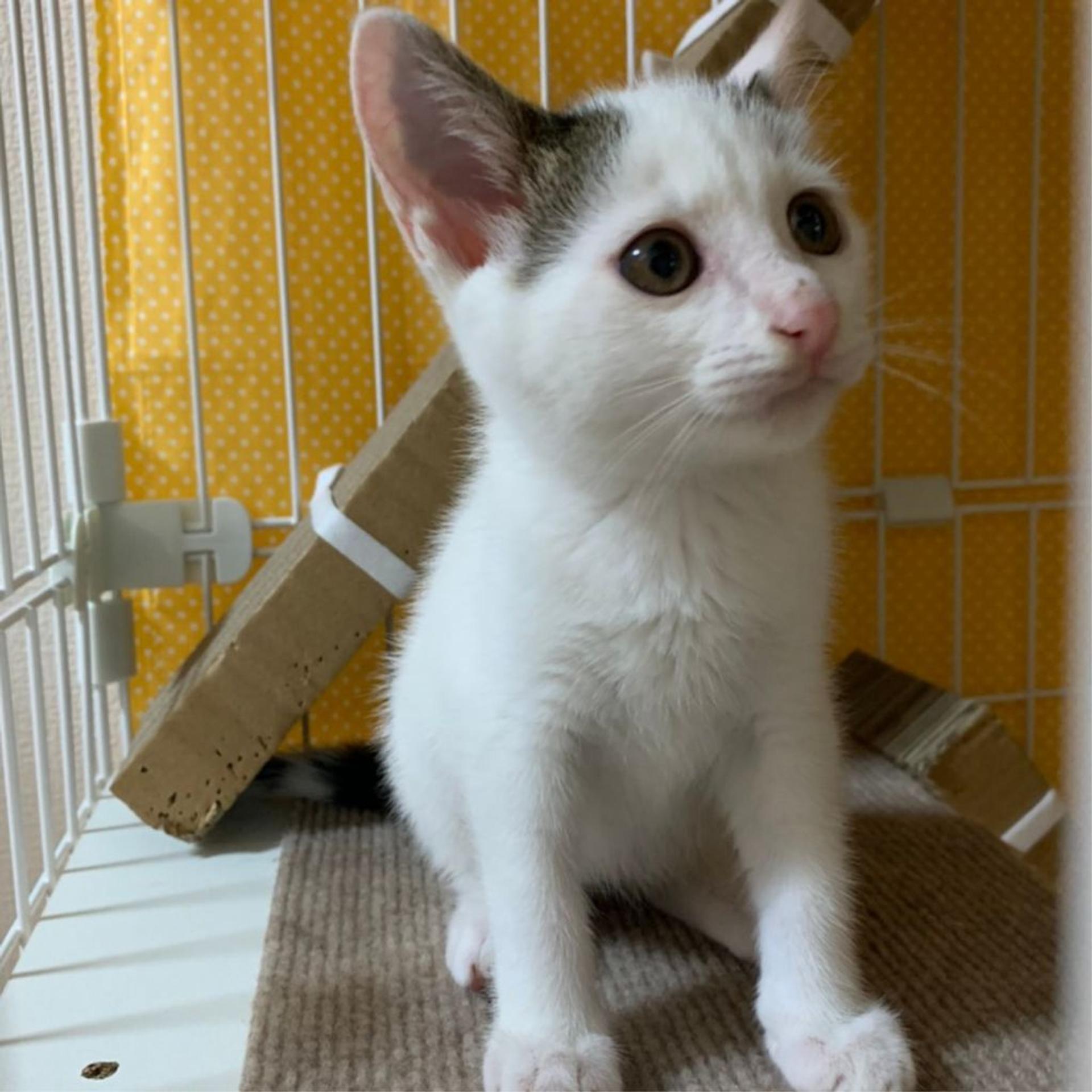 pet-image-7