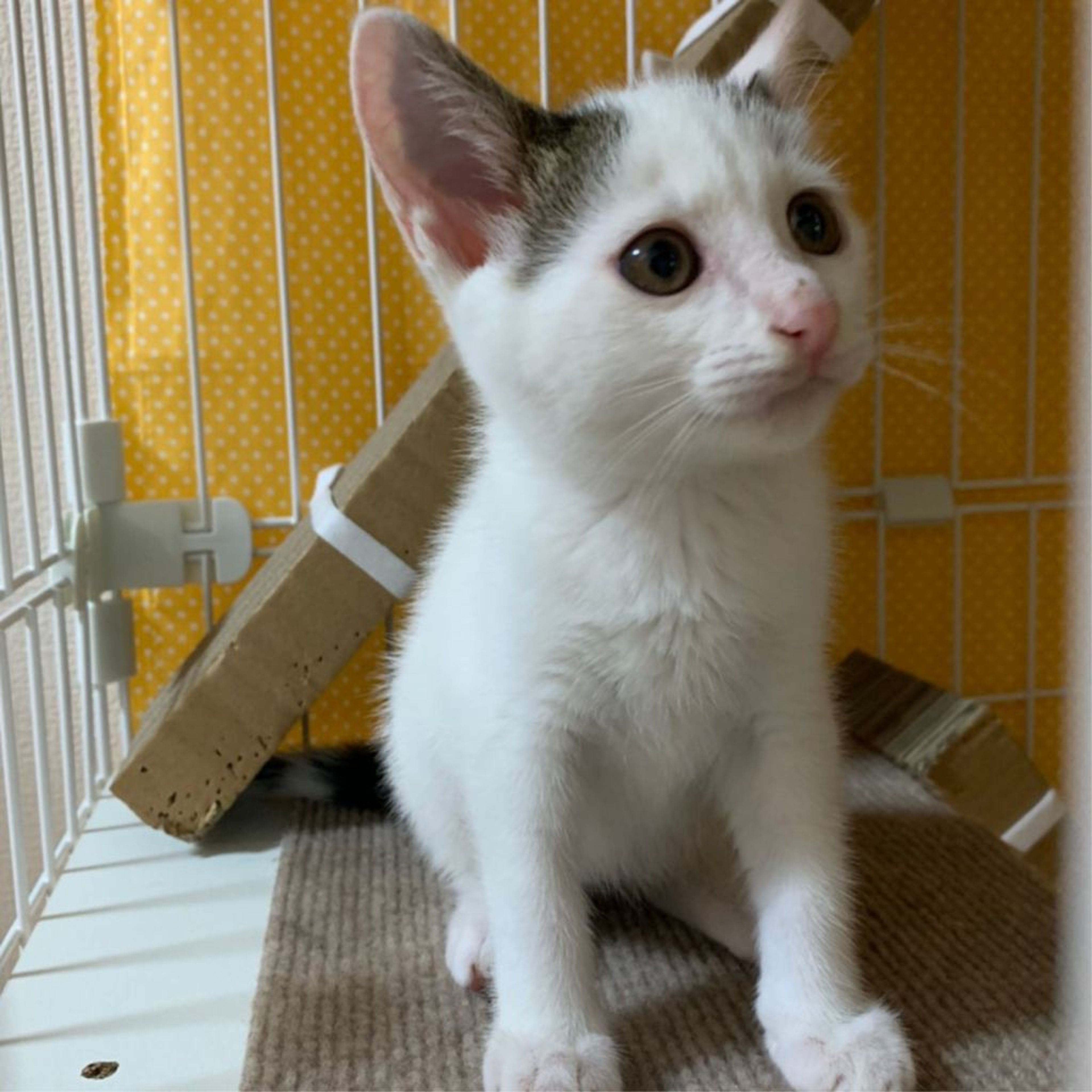 pet-image-7