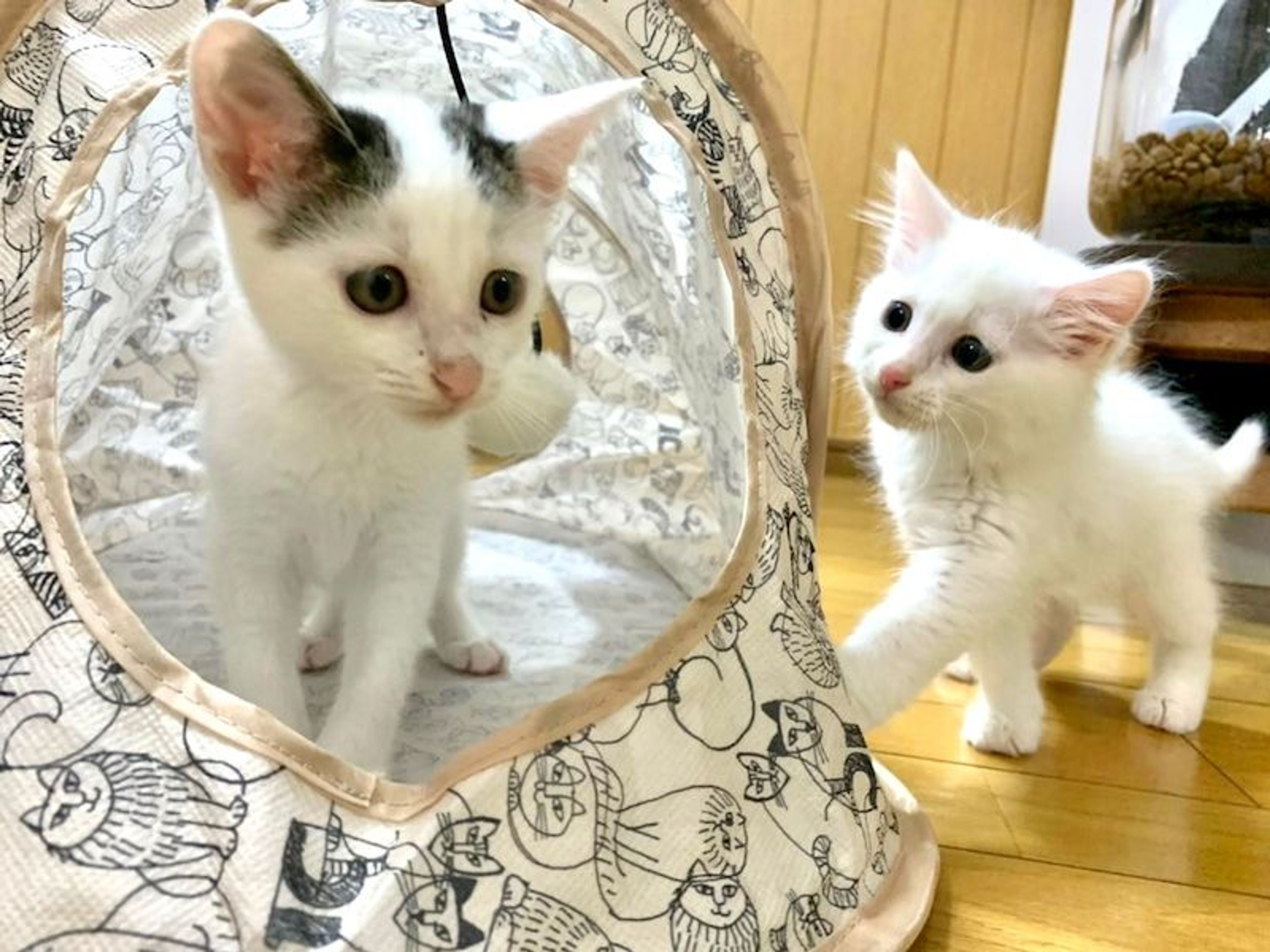 pet-image-8