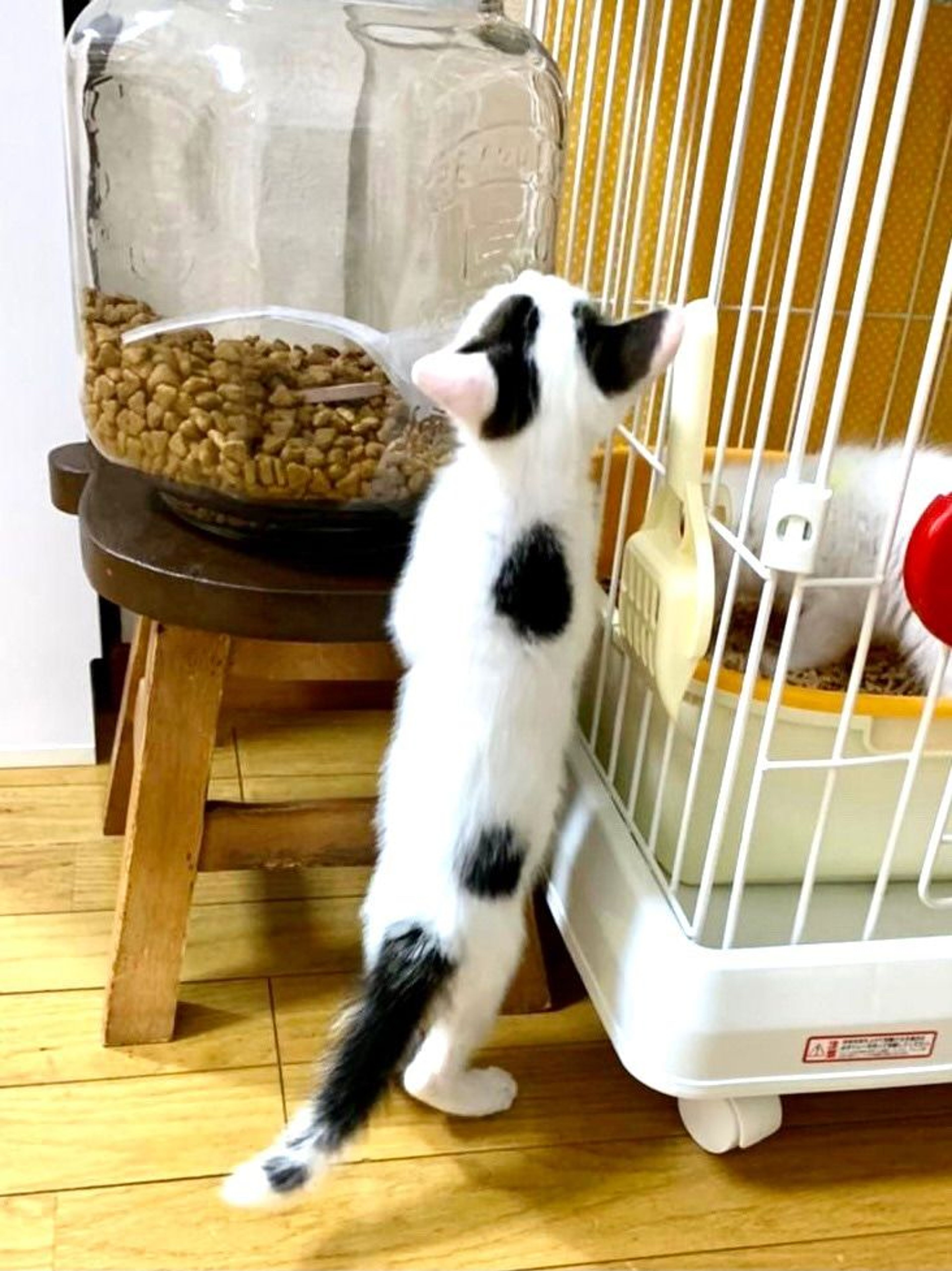 pet-image-9