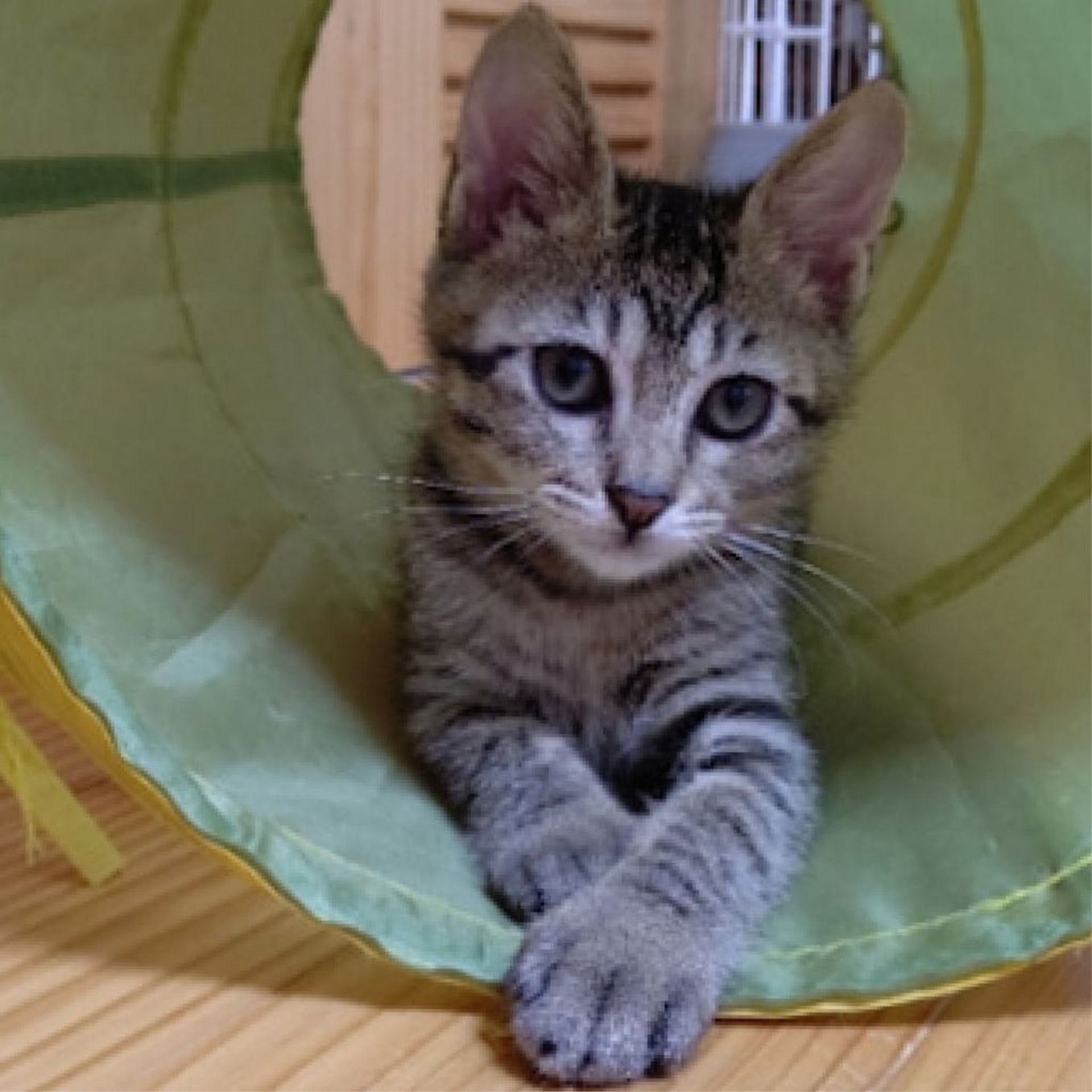 雑種（ミックス猫）・メスの里親募集の写真