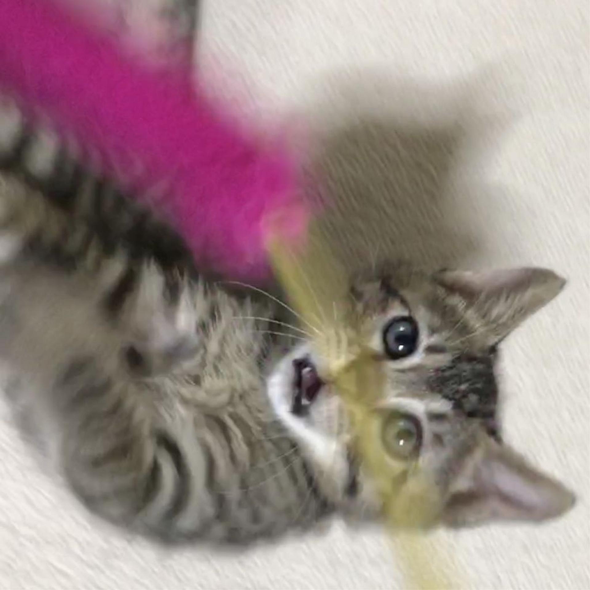 pet-image-2