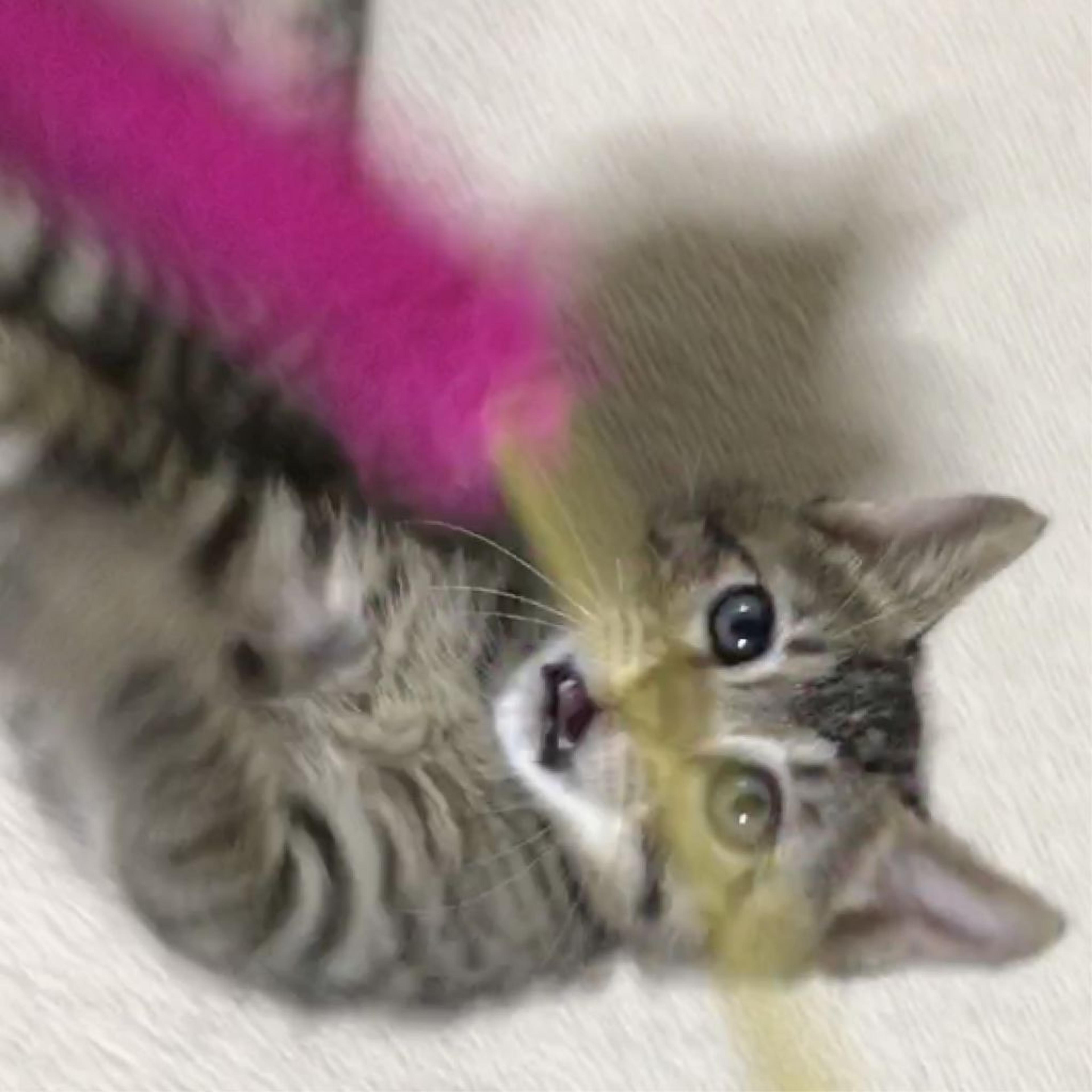 pet-image-2