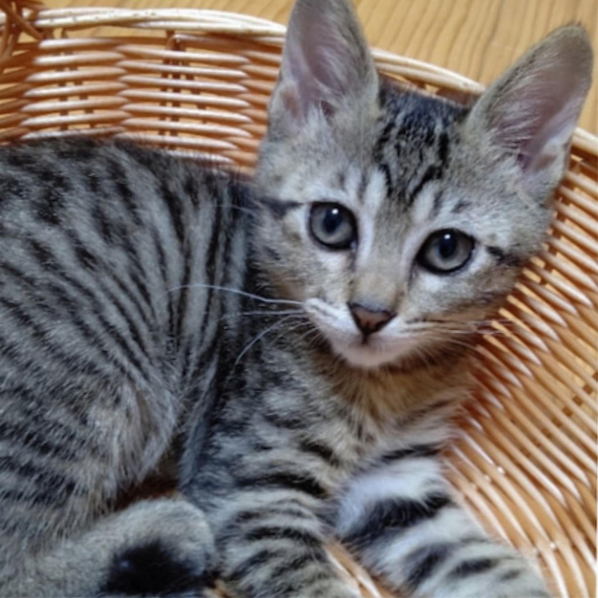 pet-image-4