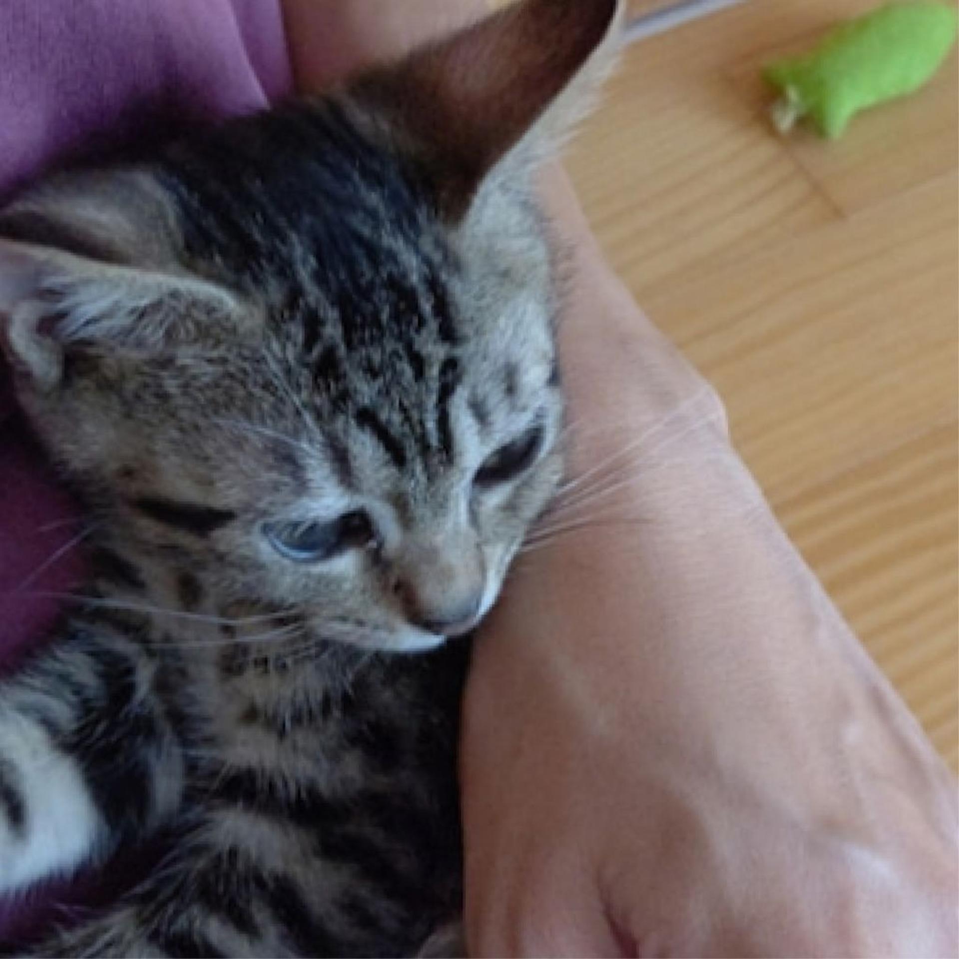 pet-image-8