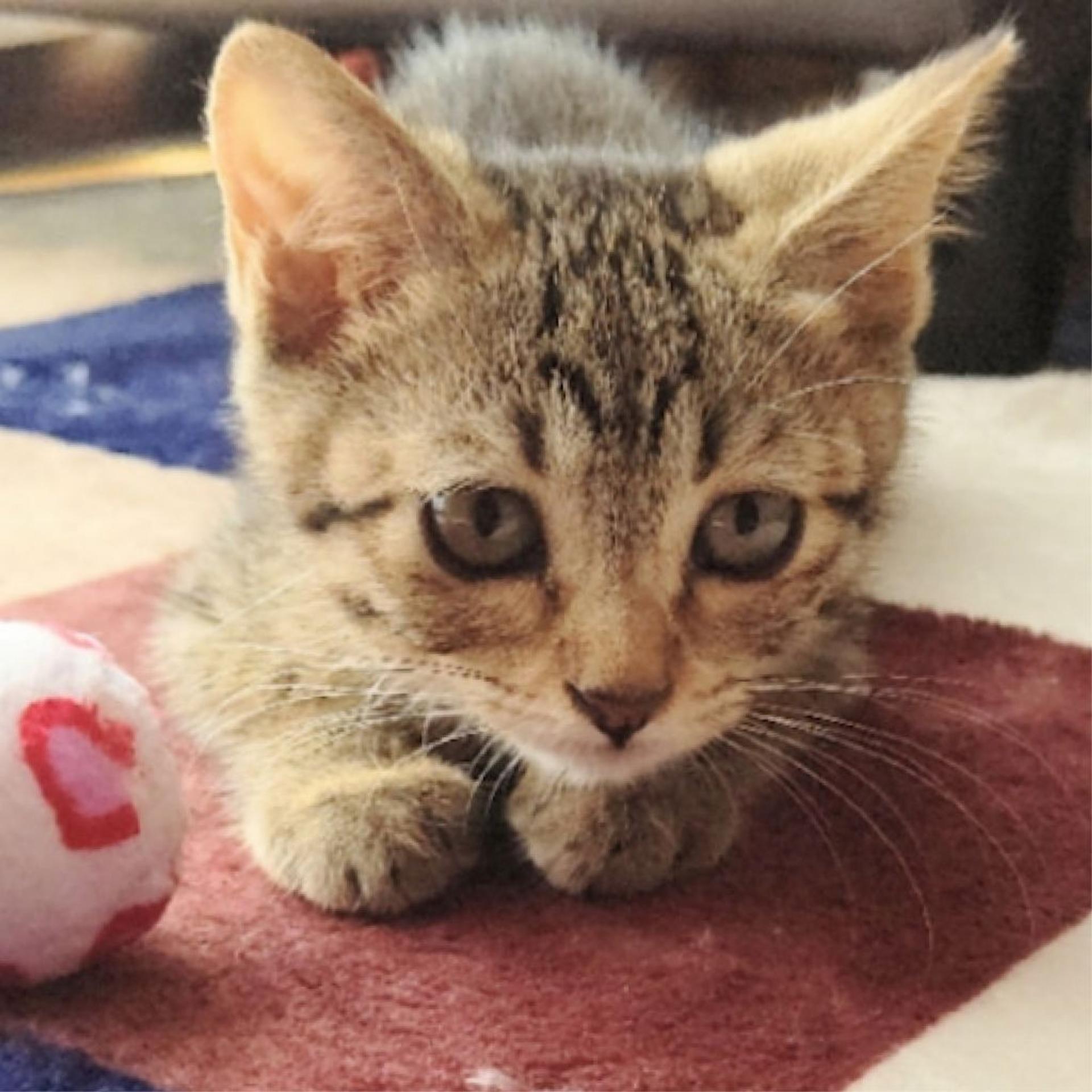 pet-image-3