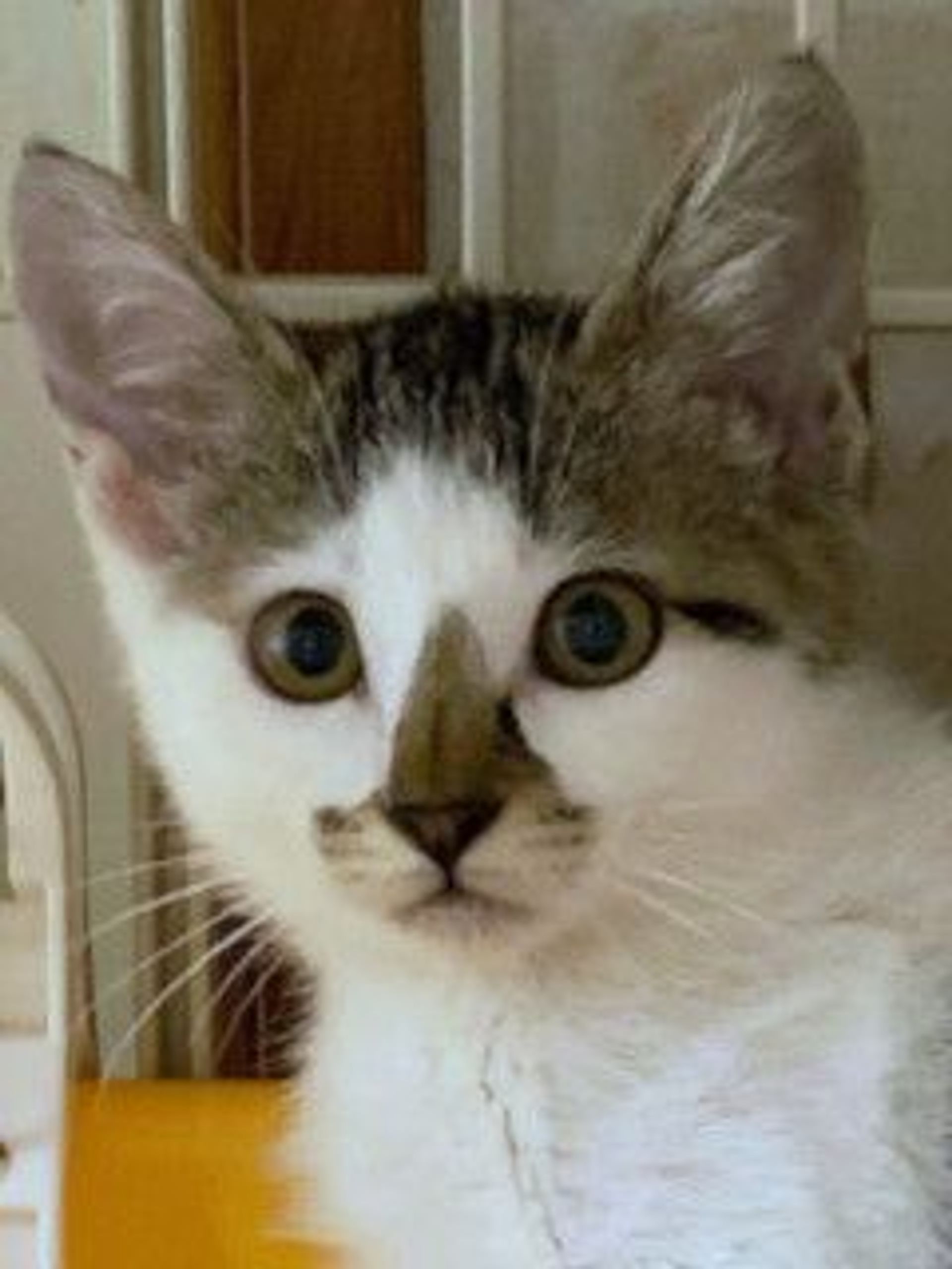 雑種（ミックス猫）・メスの里親募集の写真