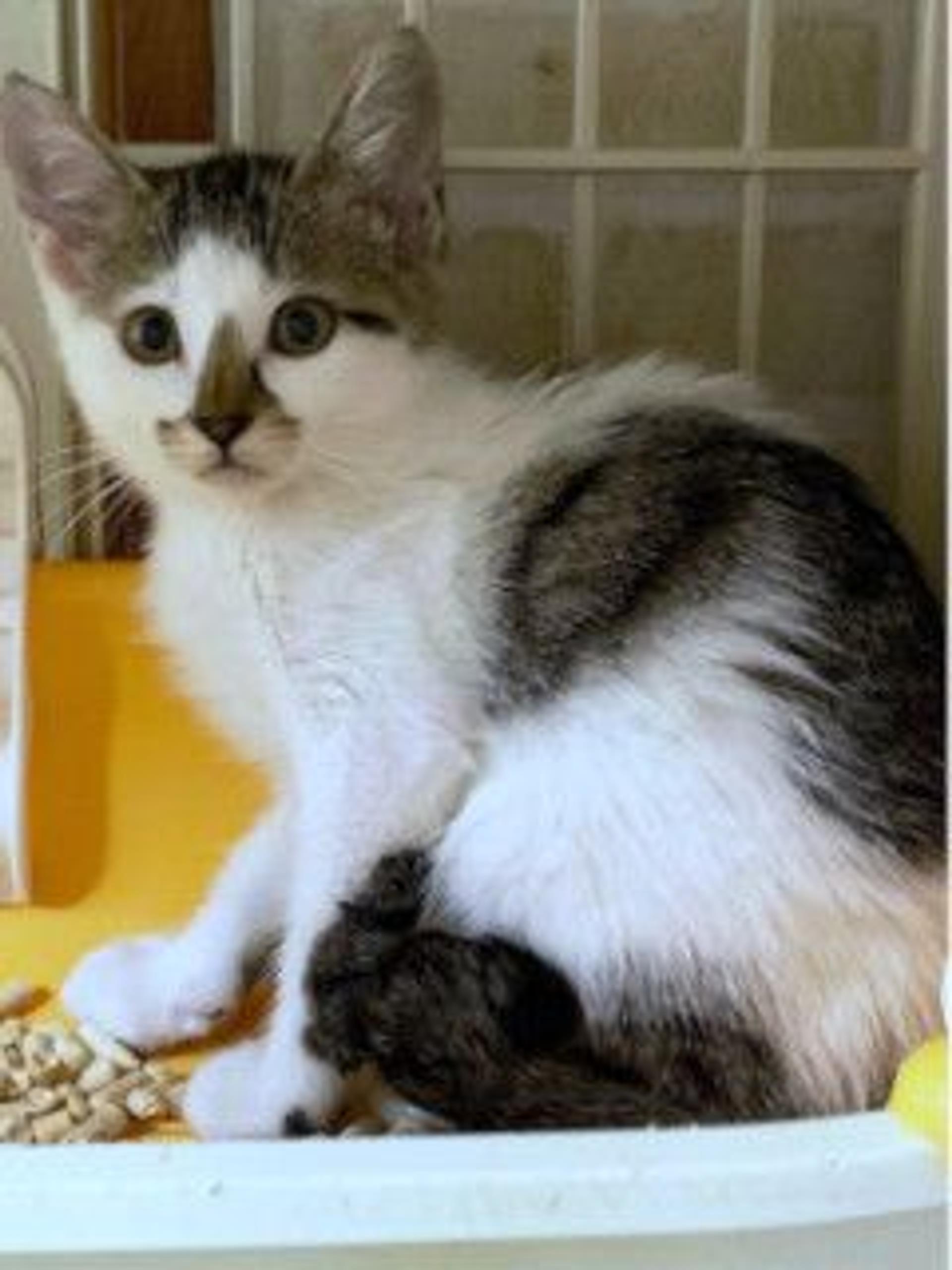 pet-image-2