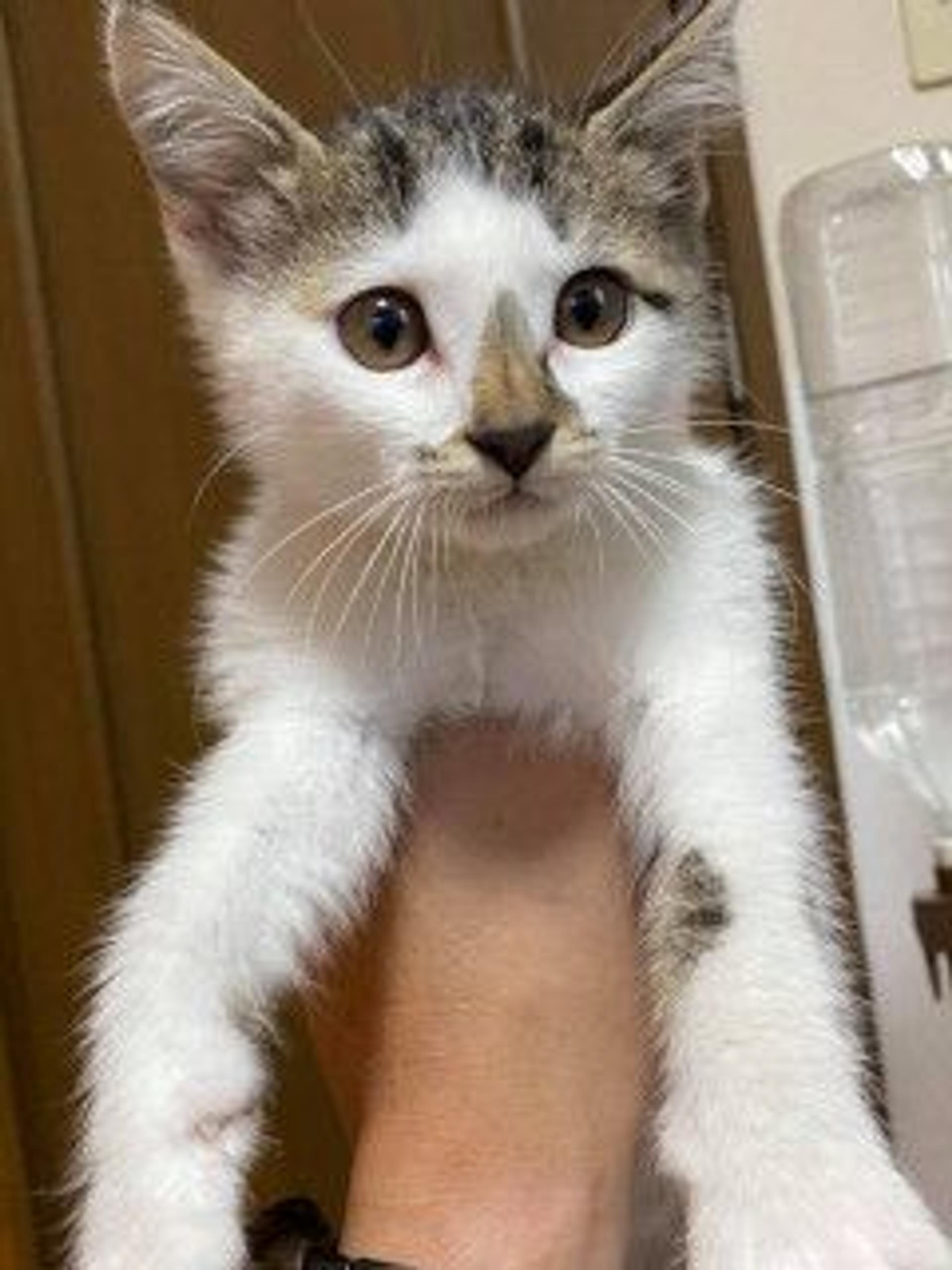 pet-image-3