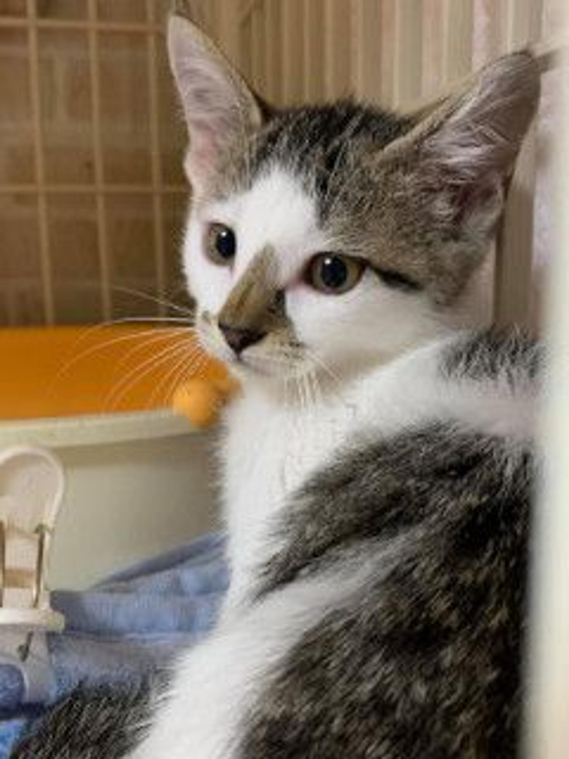 pet-image-5