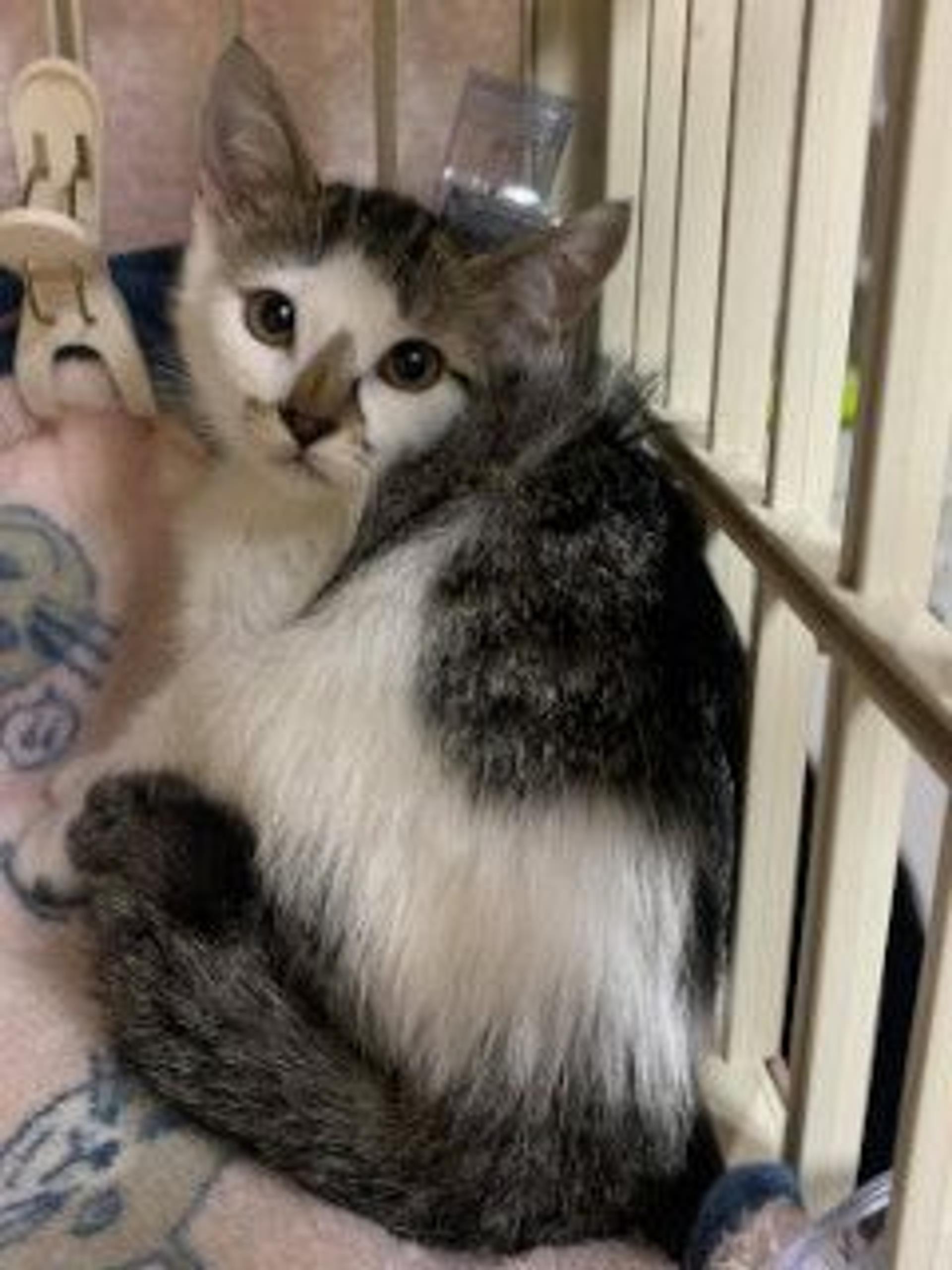 pet-image-6
