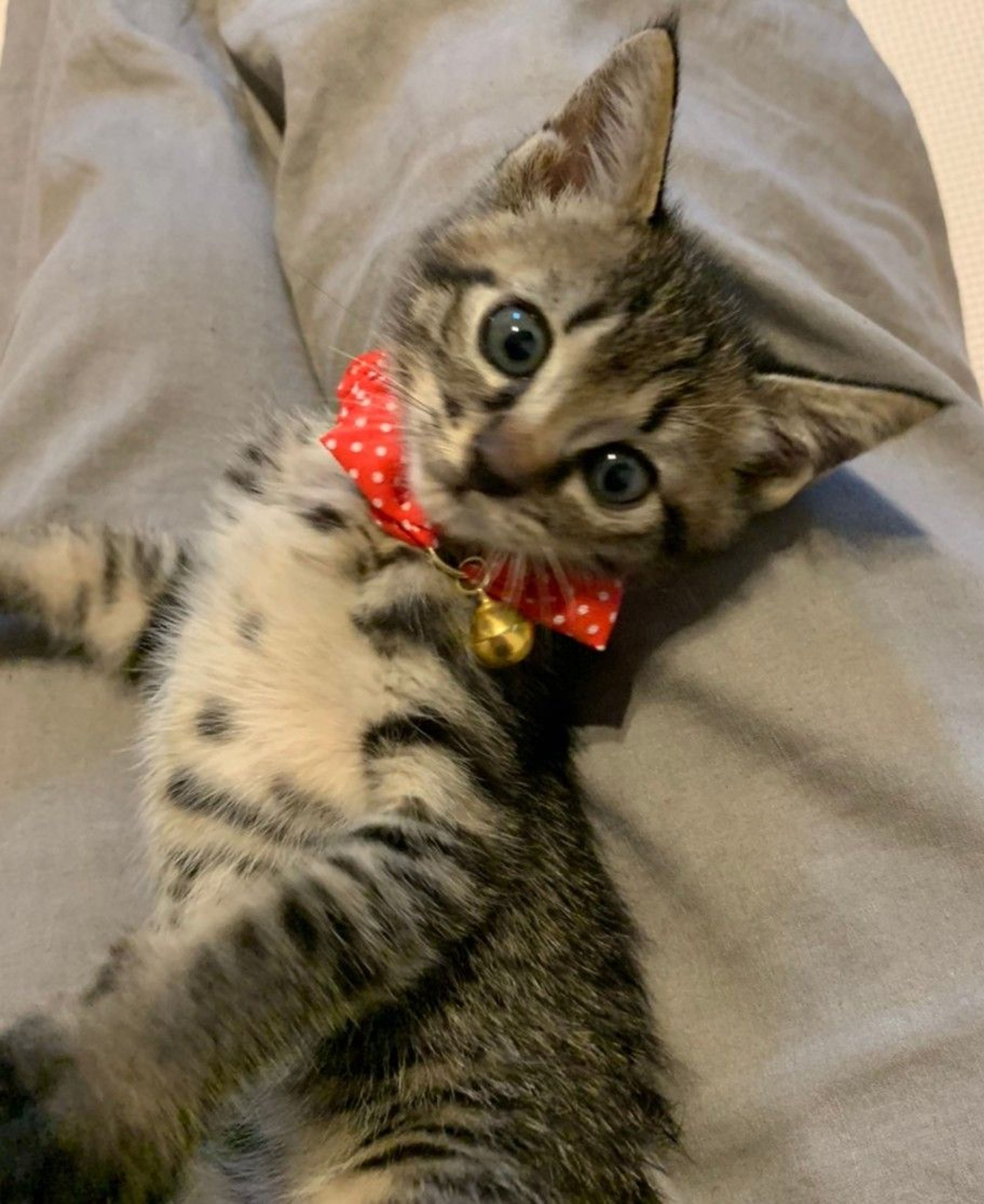 雑種（ミックス猫）・メスの里親募集の写真