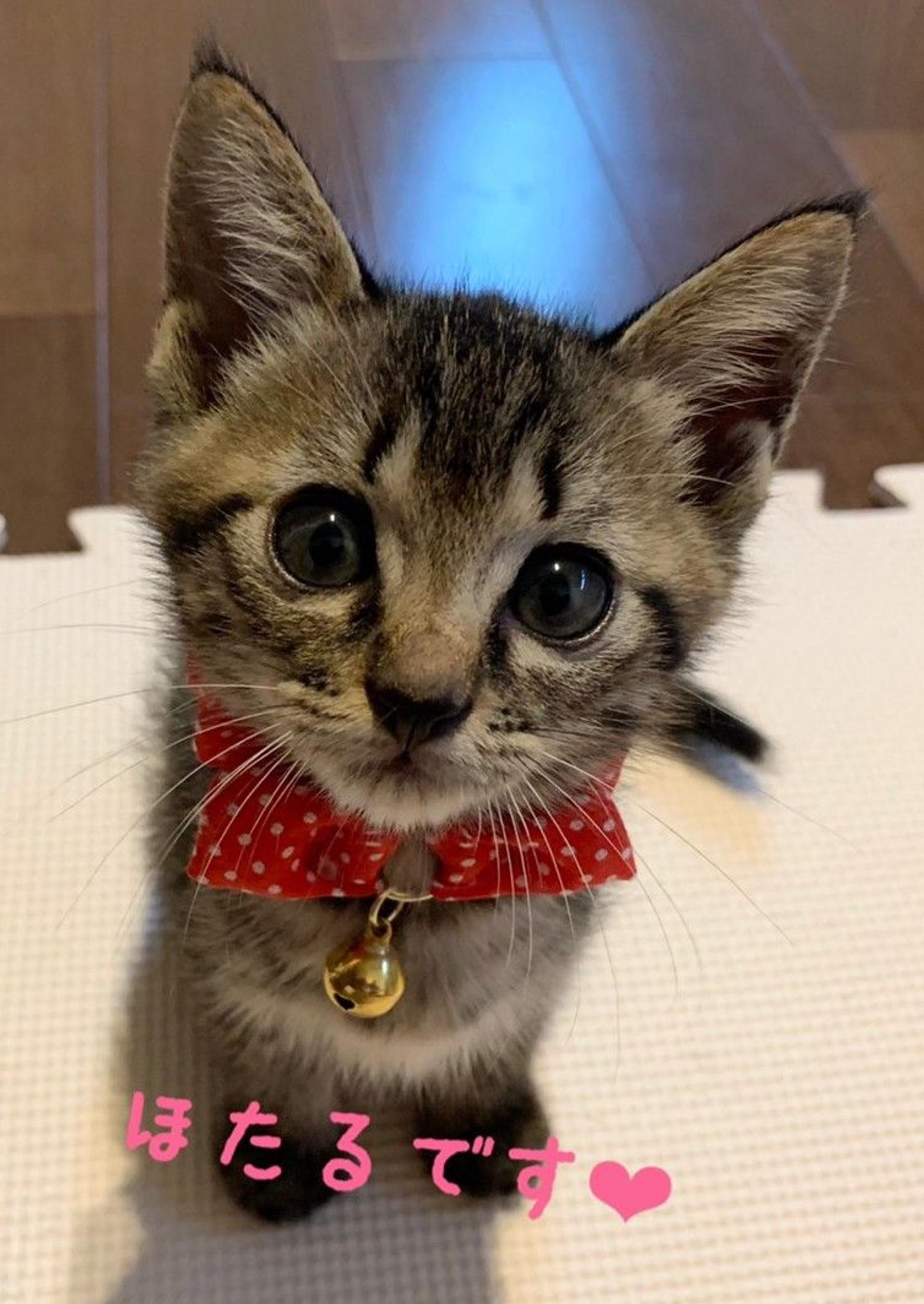 pet-image-2