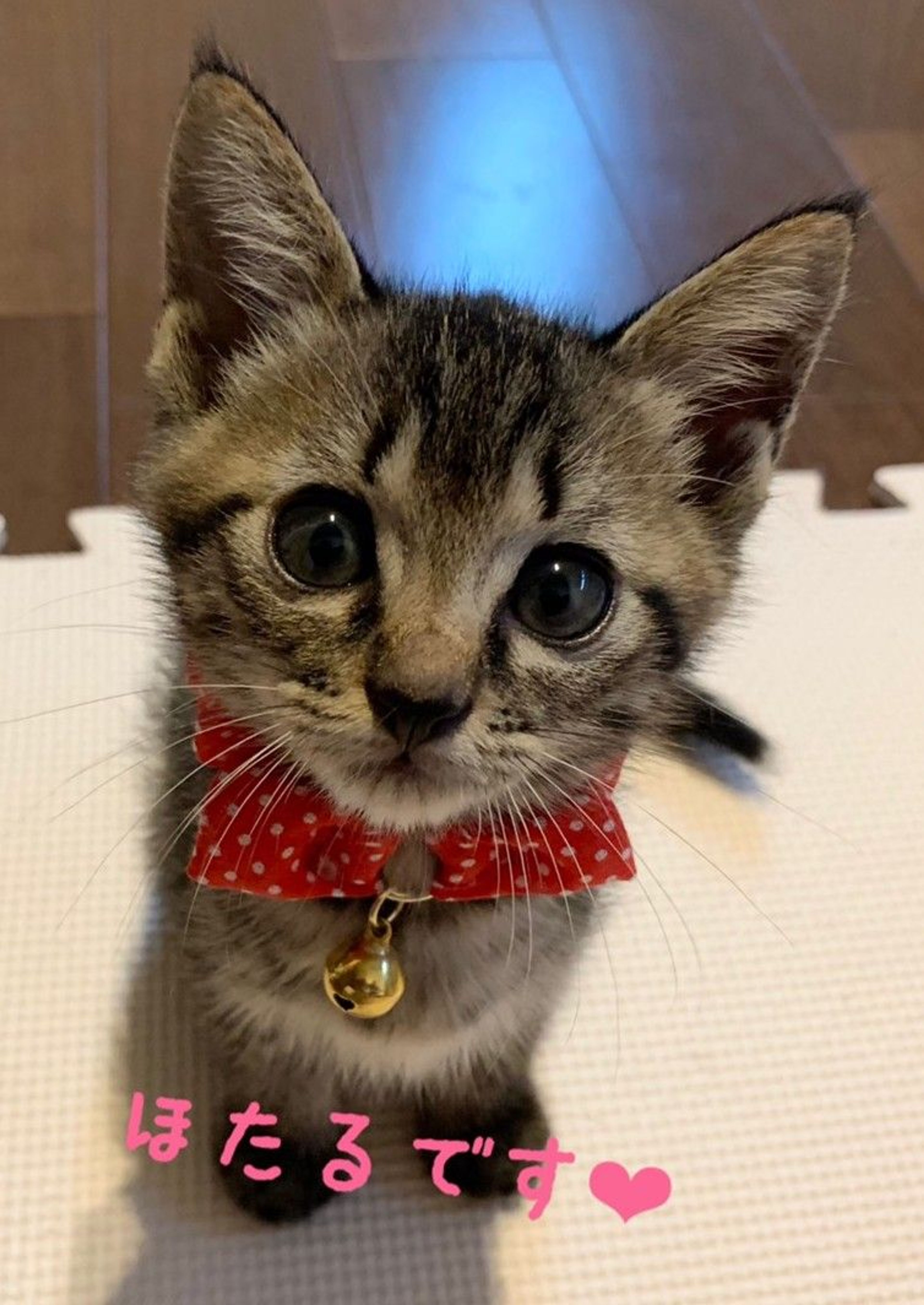 pet-image-2
