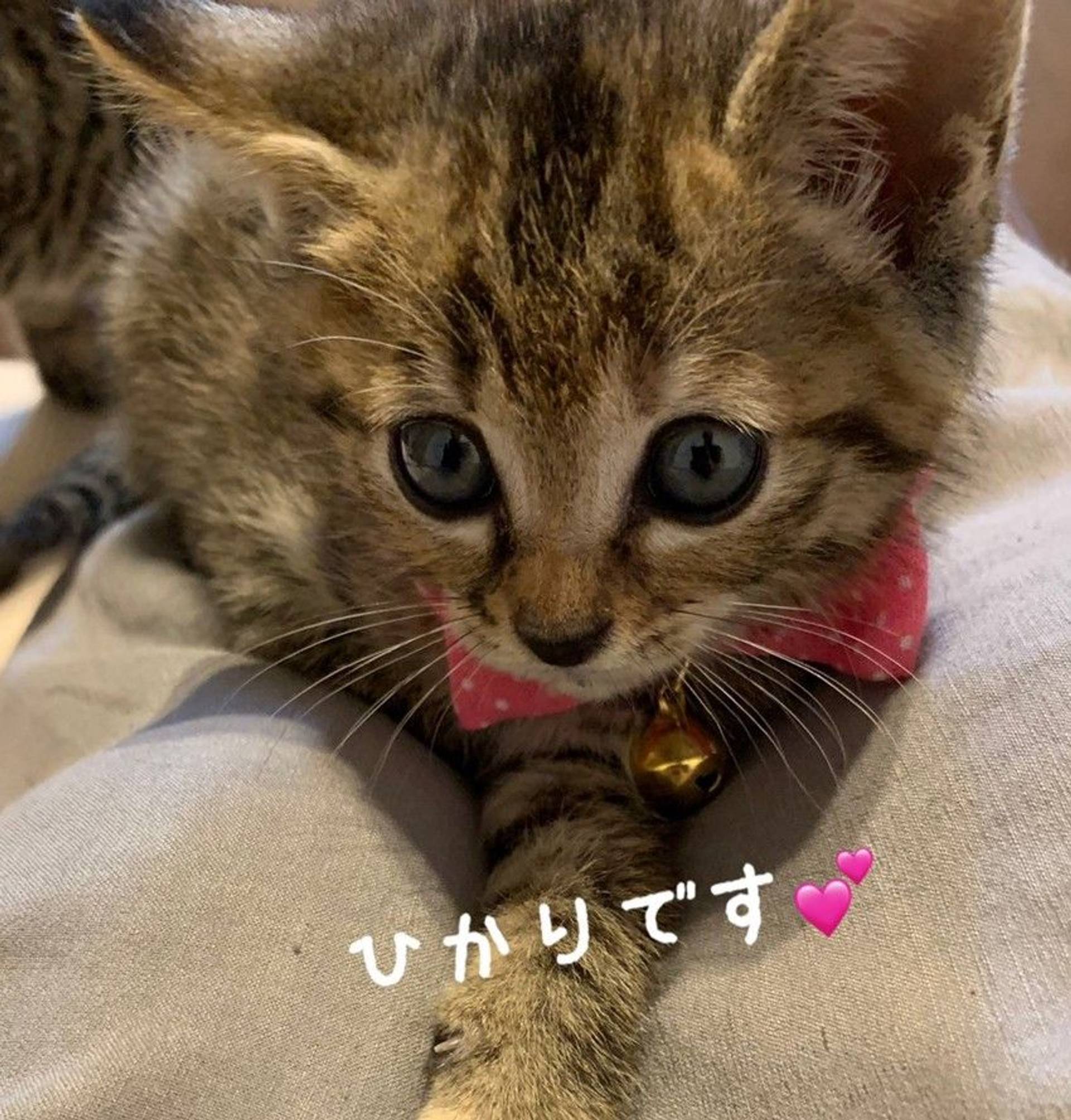 雑種（ミックス猫）・メスの里親募集の写真