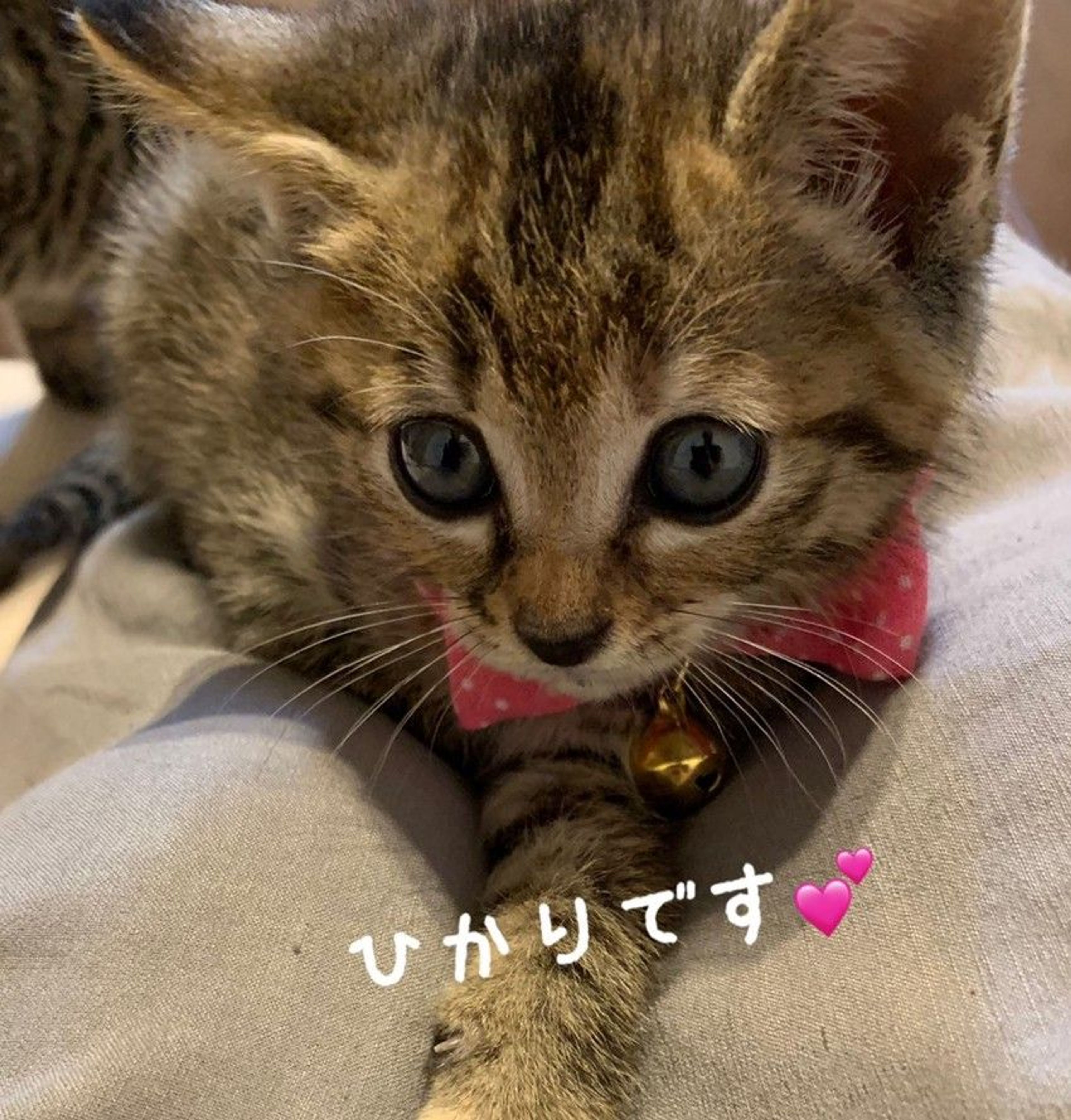 雑種（ミックス猫）・メスの里親募集の写真