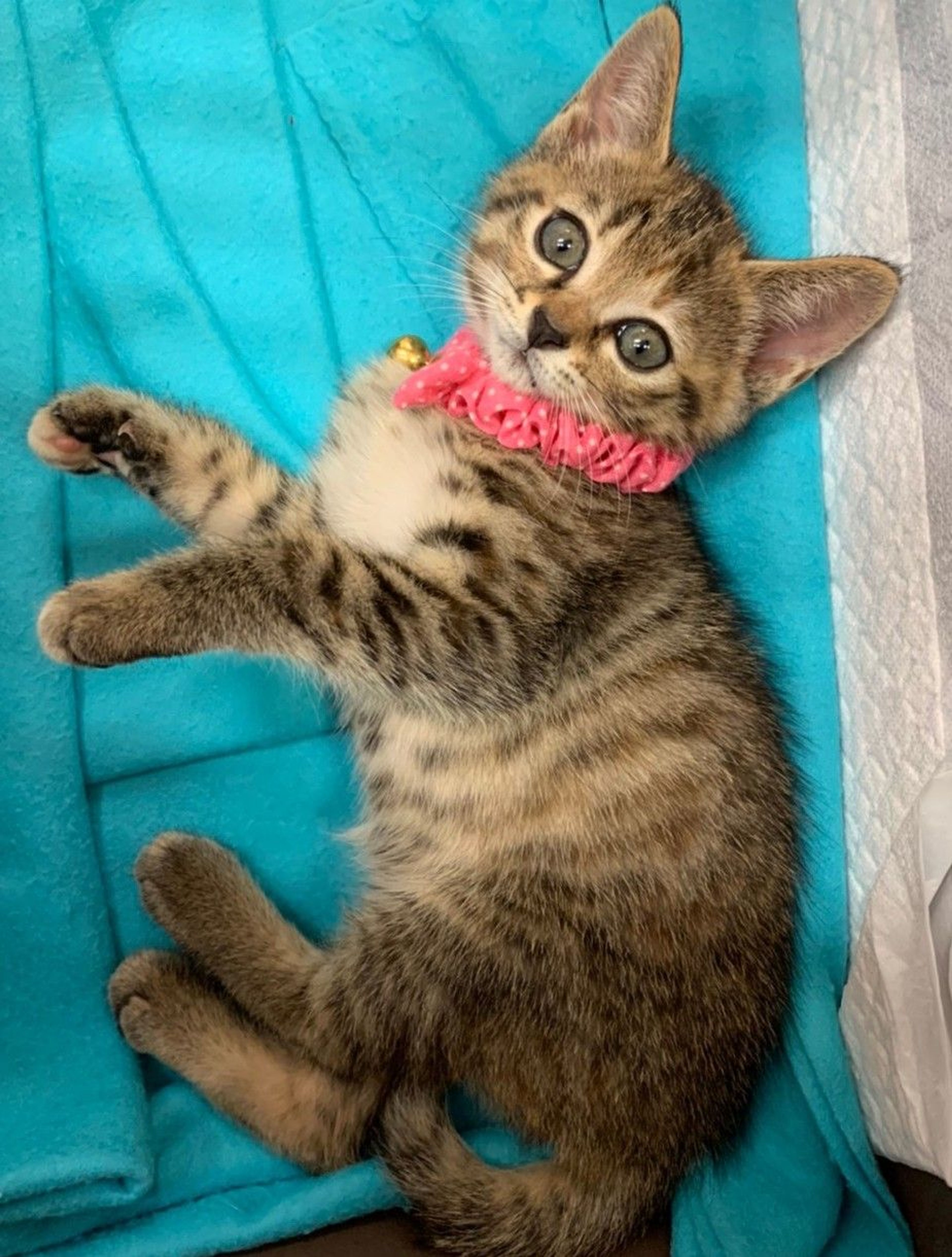 pet-image-3