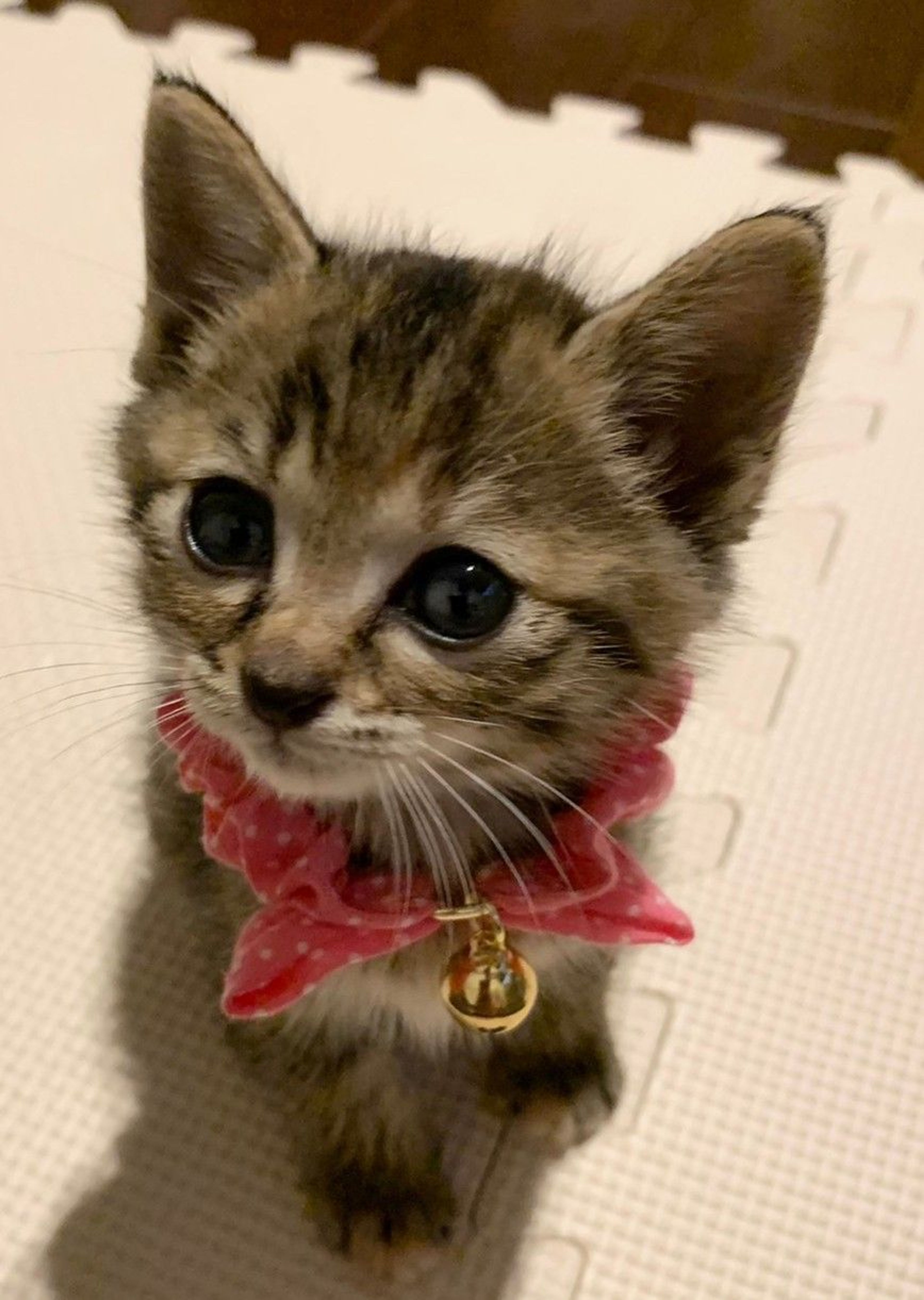 pet-image-5