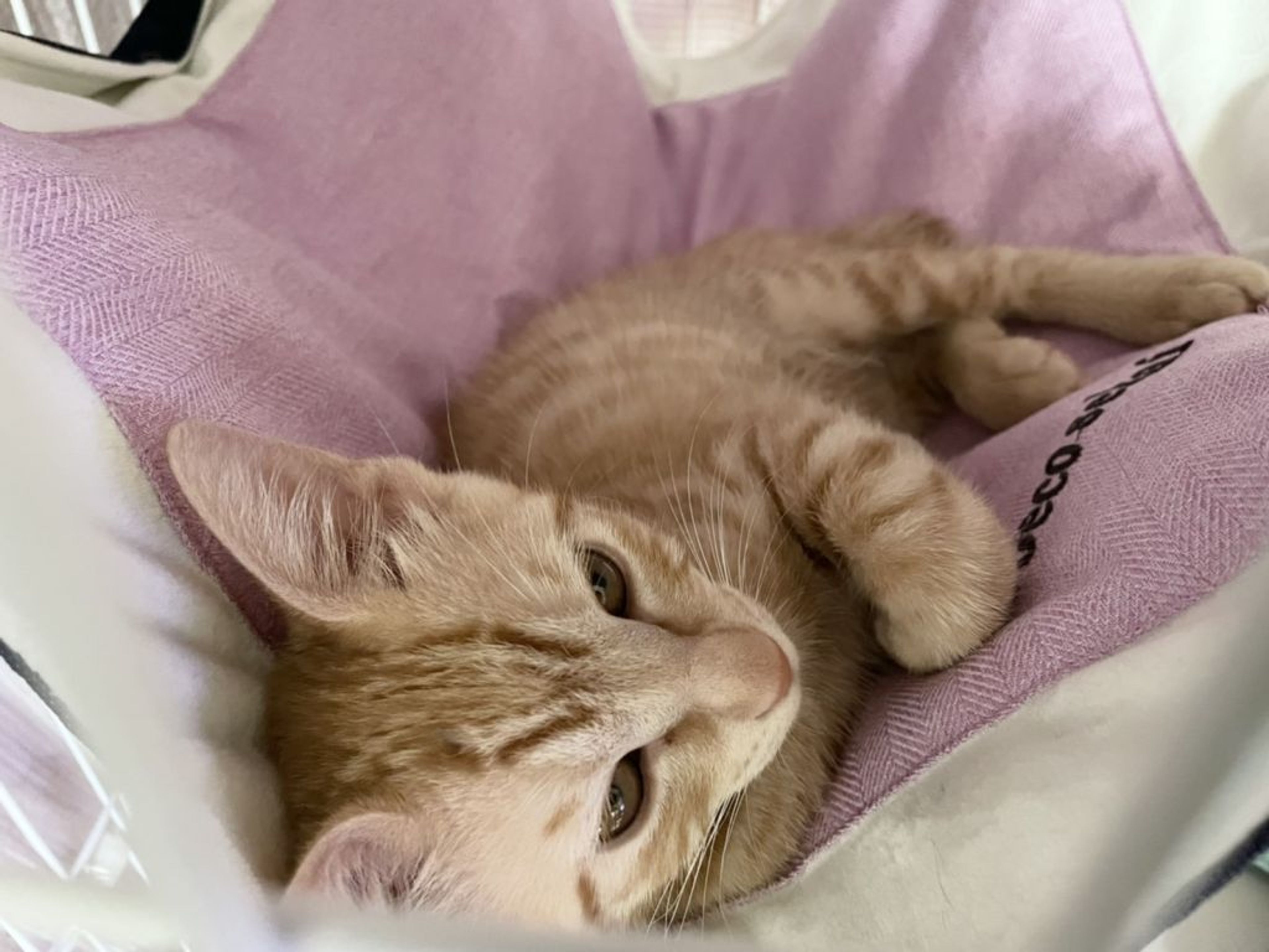 pet-image-2