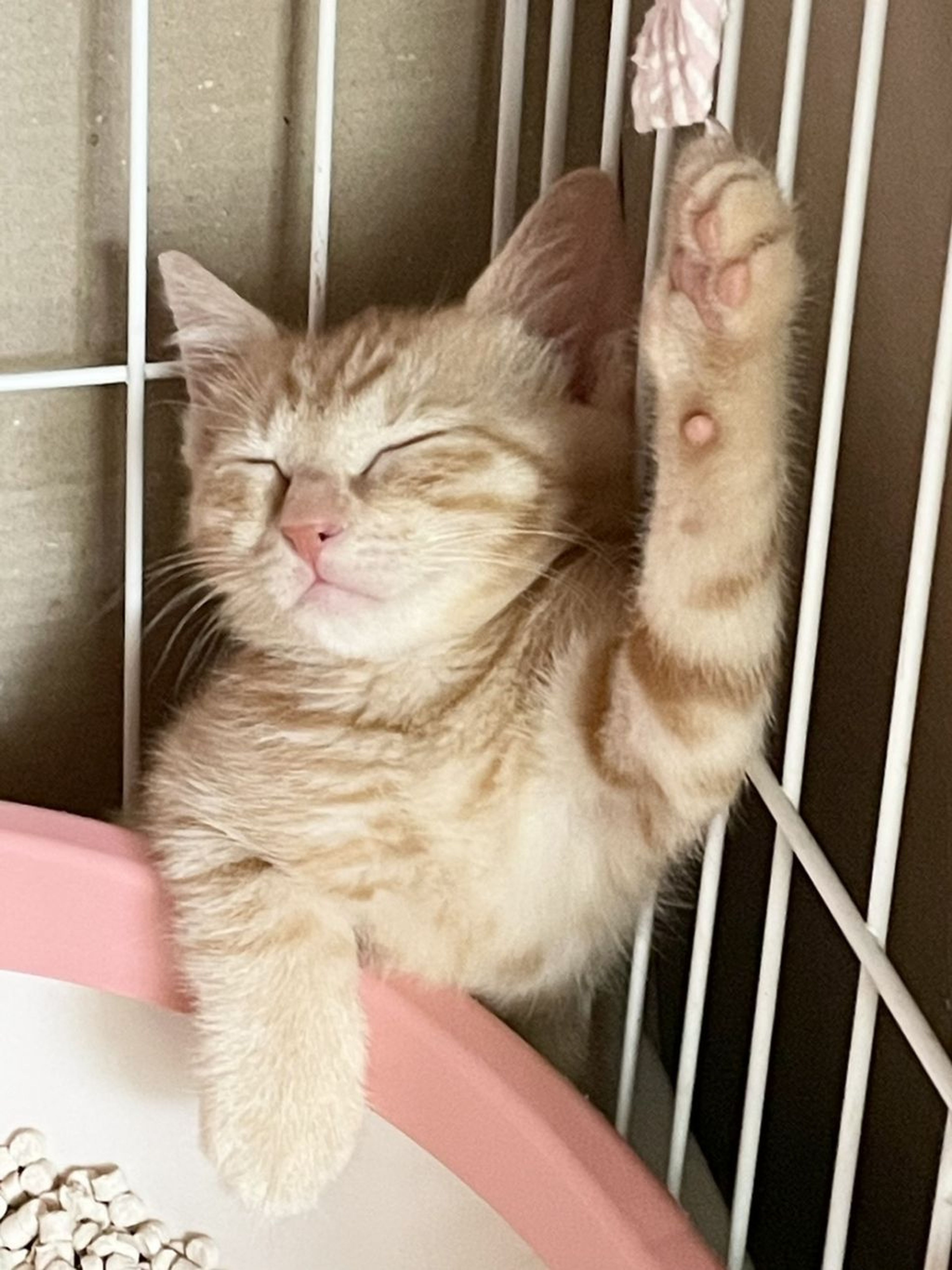 pet-image-3