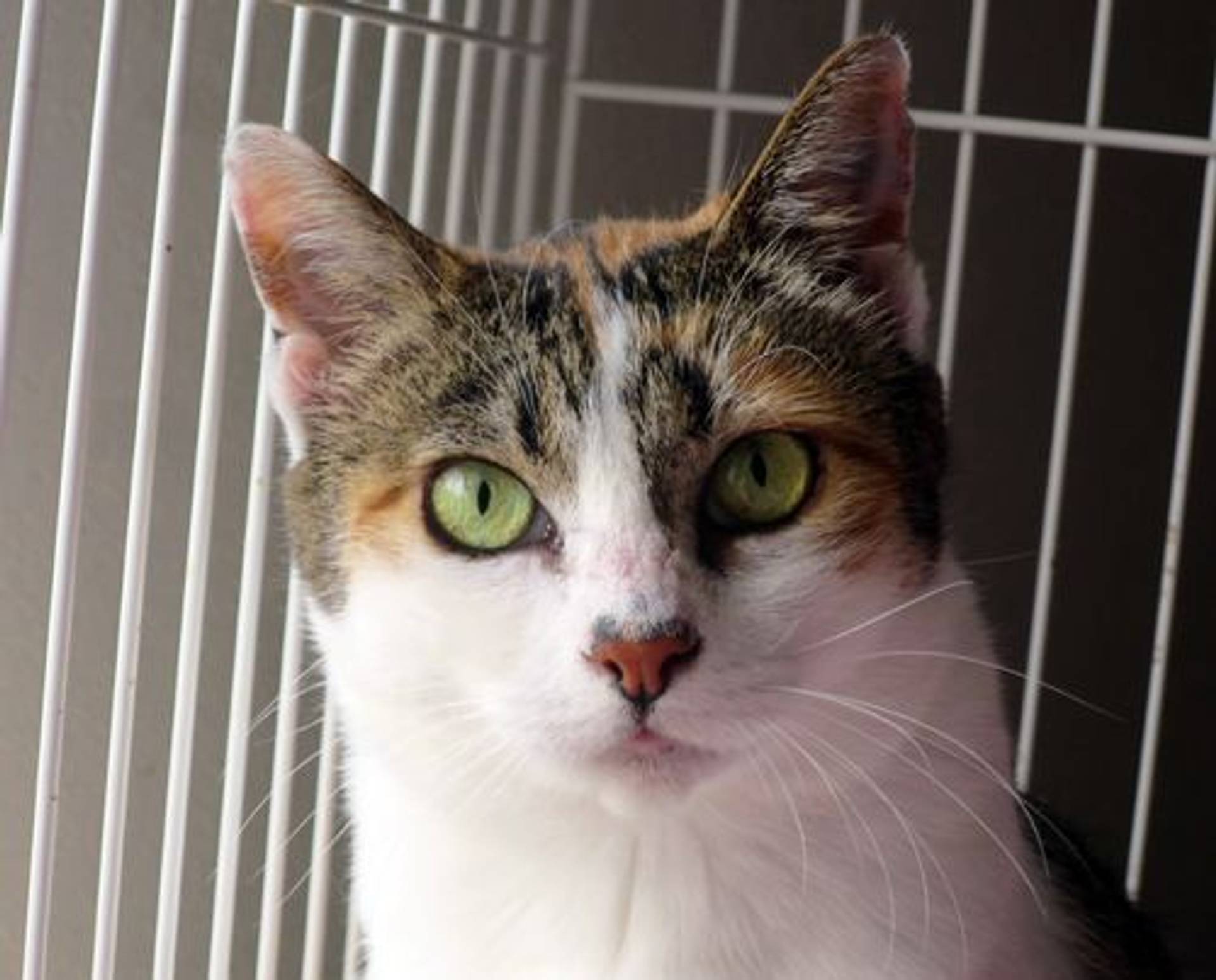 雑種（ミックス猫）・メスの里親募集の写真