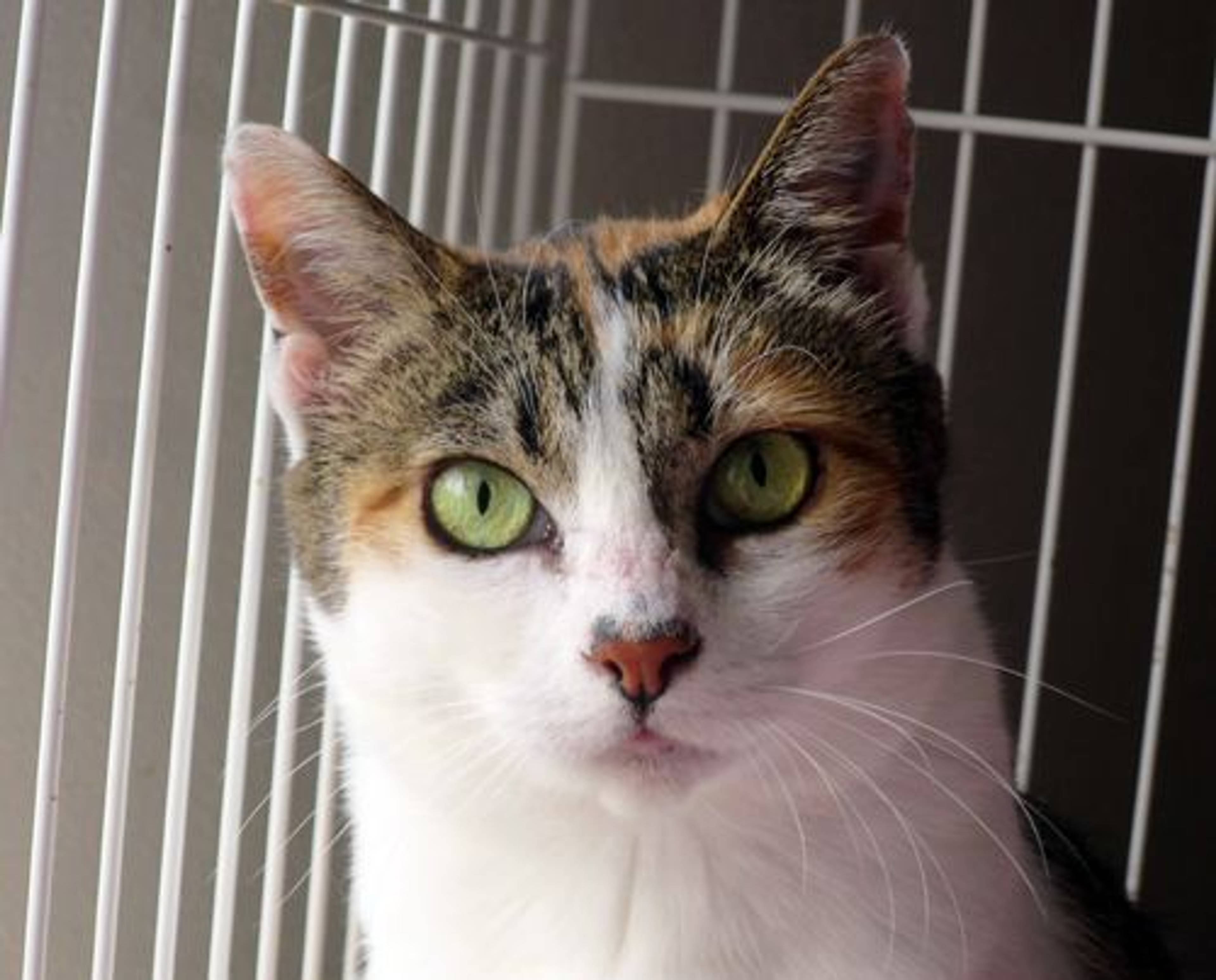 雑種（ミックス猫）・メスの里親募集の写真