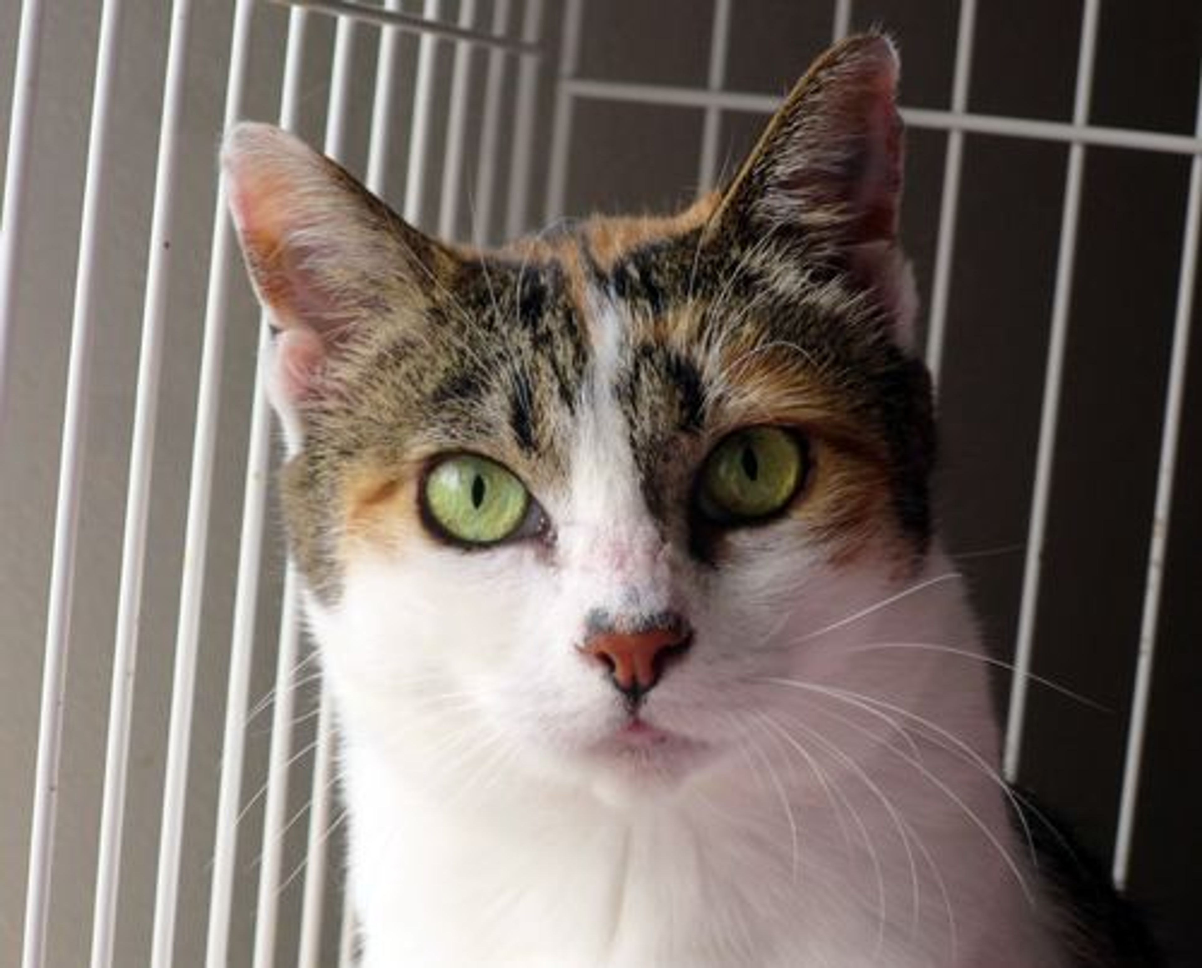 雑種（ミックス猫）・メスの里親募集の写真