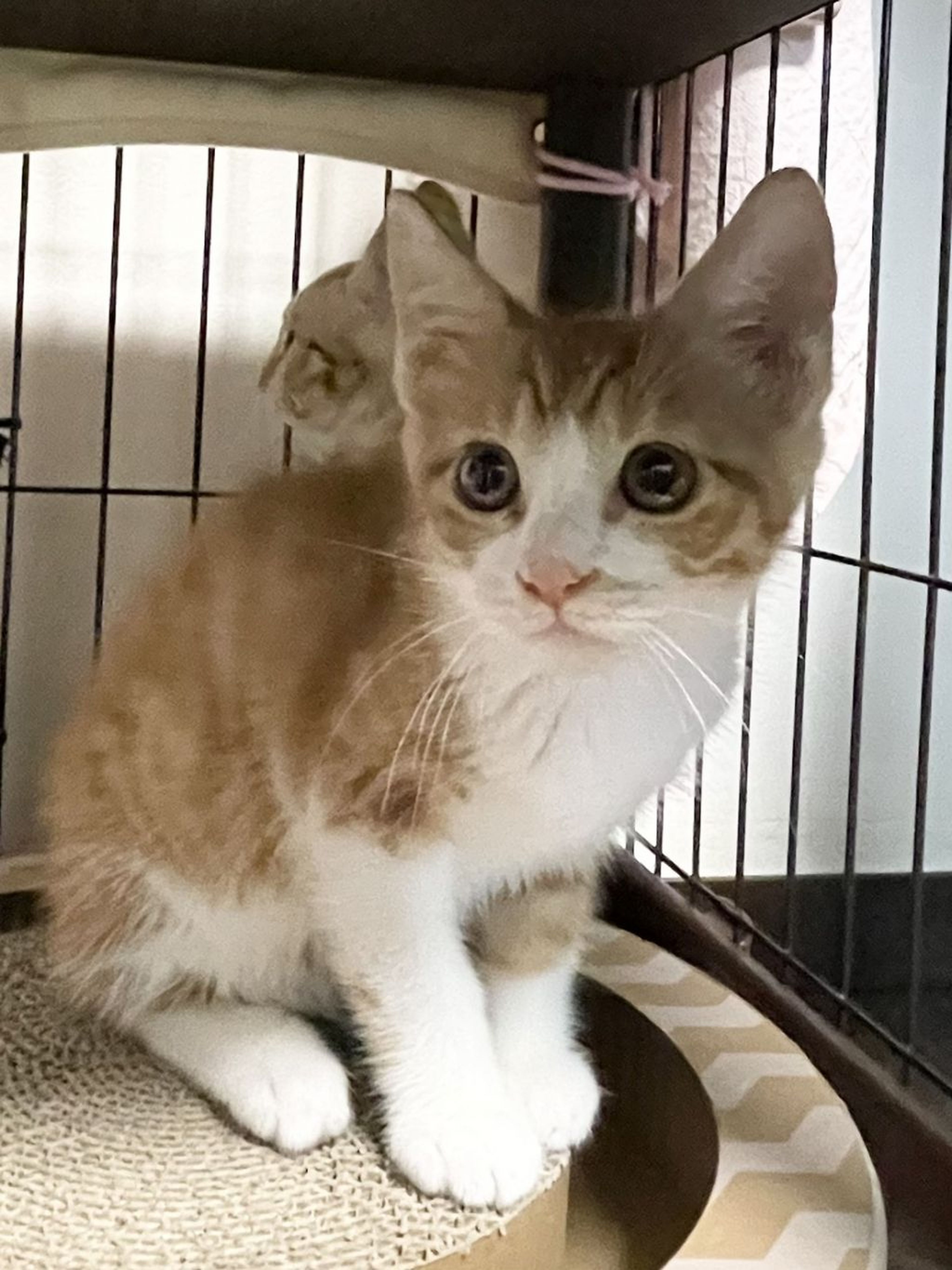 雑種（ミックス猫）・オスの里親募集の写真