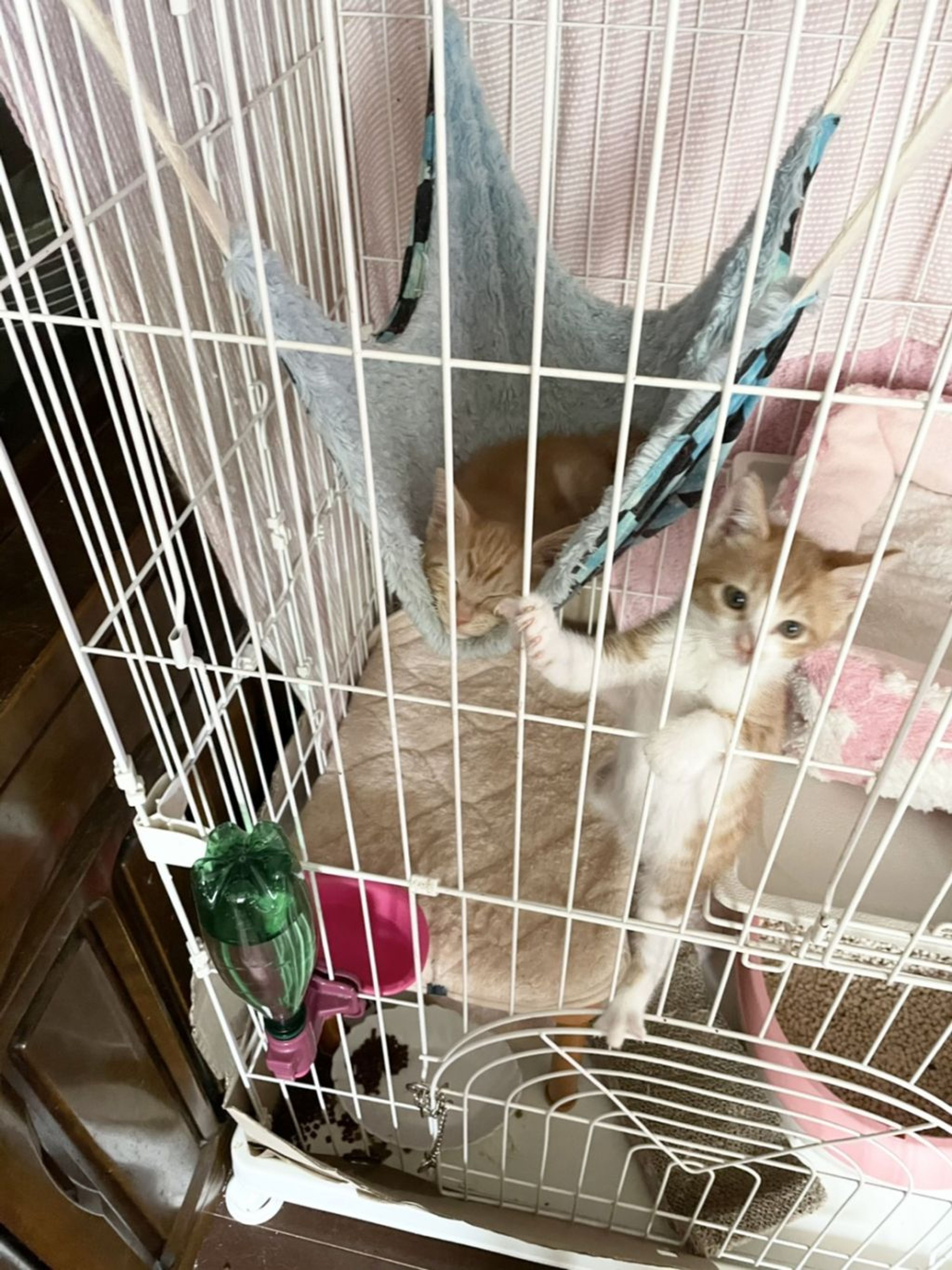 pet-image-4