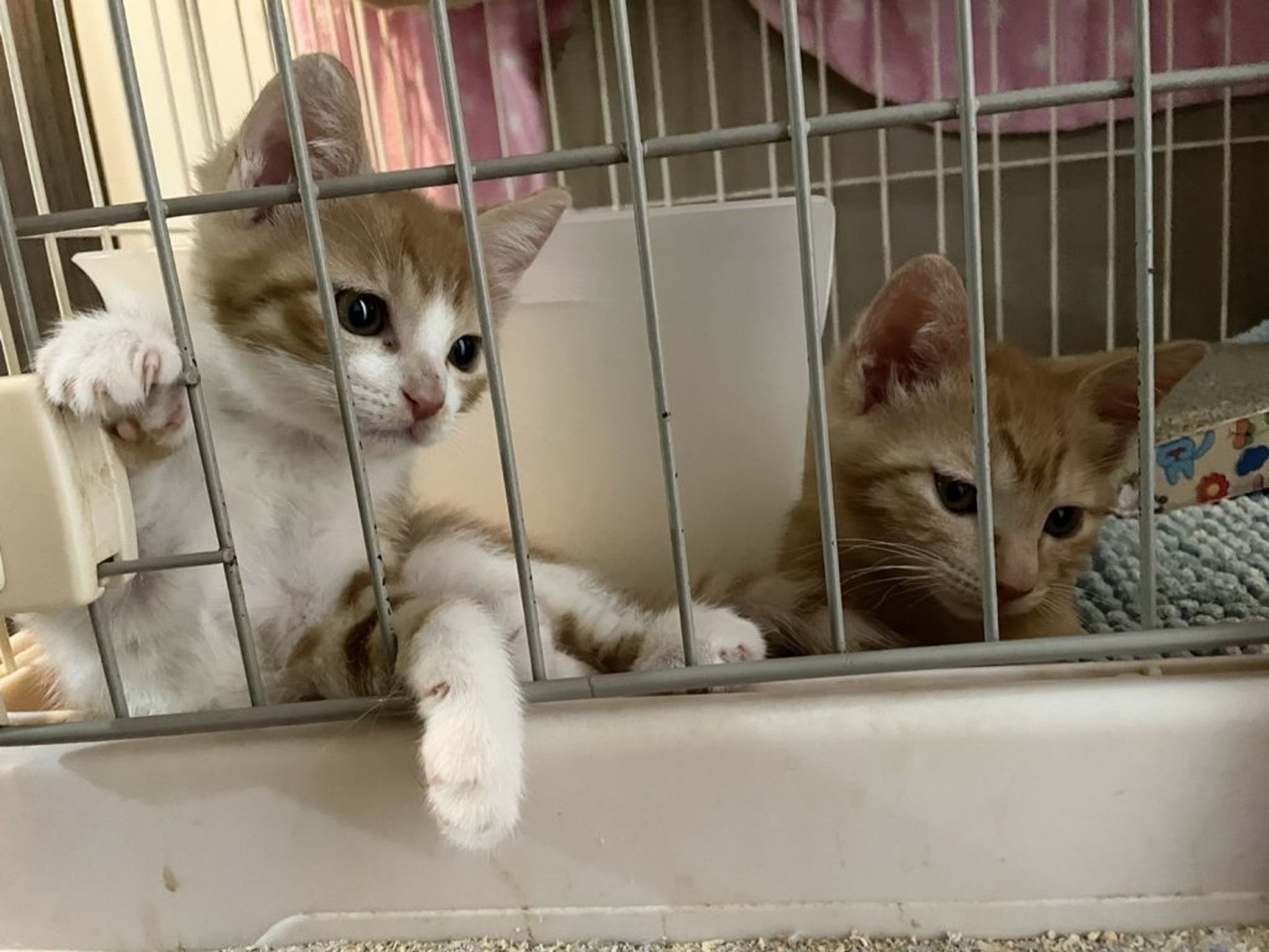 pet-image-5