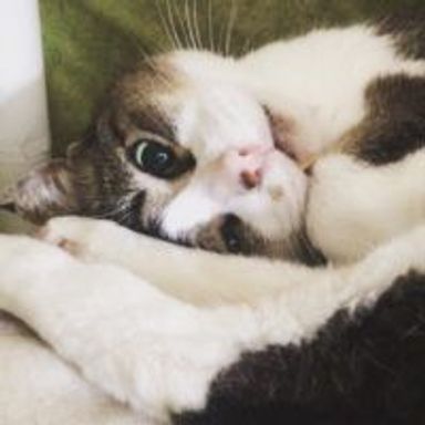 あんこ