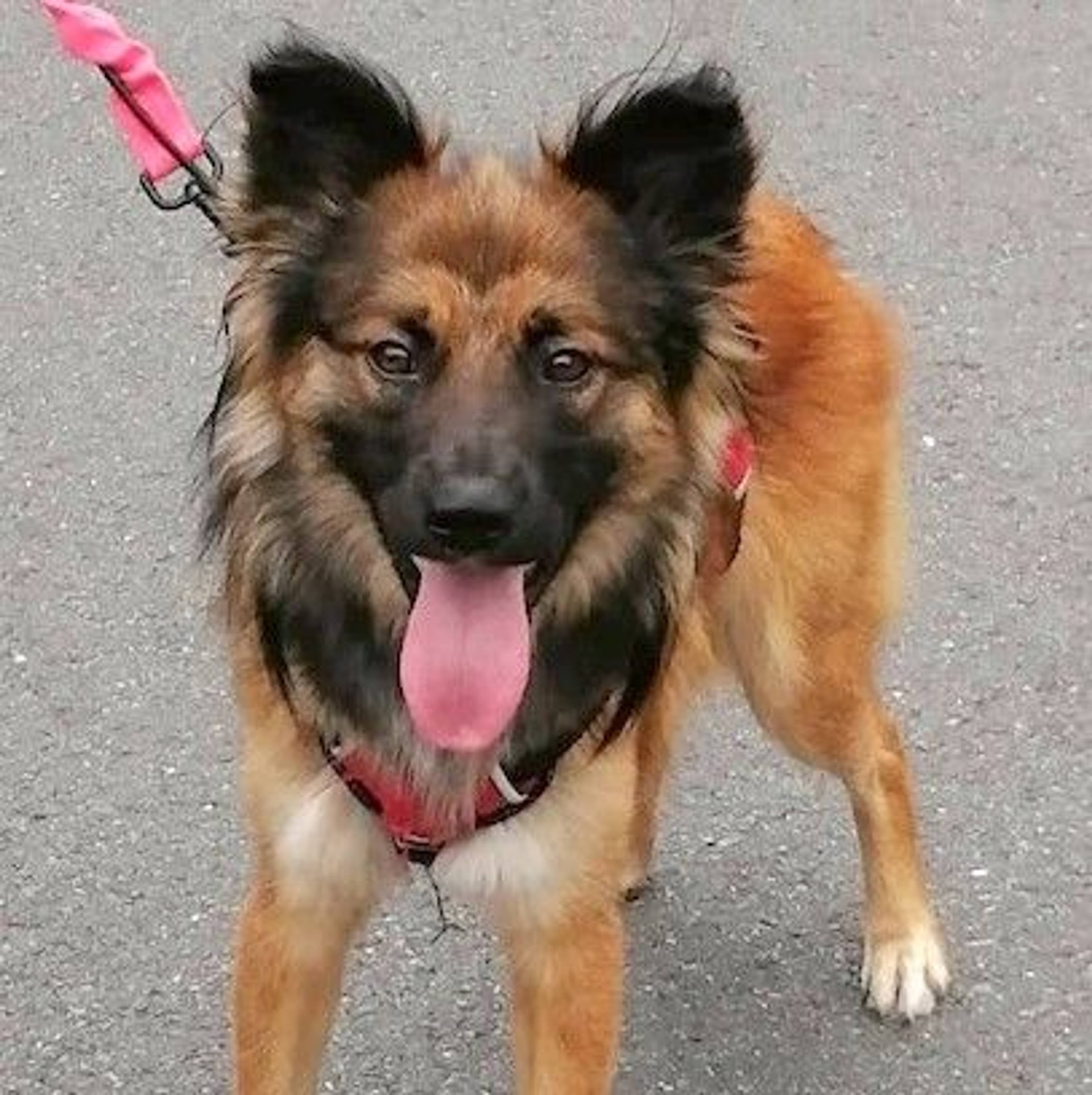 雑種（ミックス犬）・オスの里親募集の写真