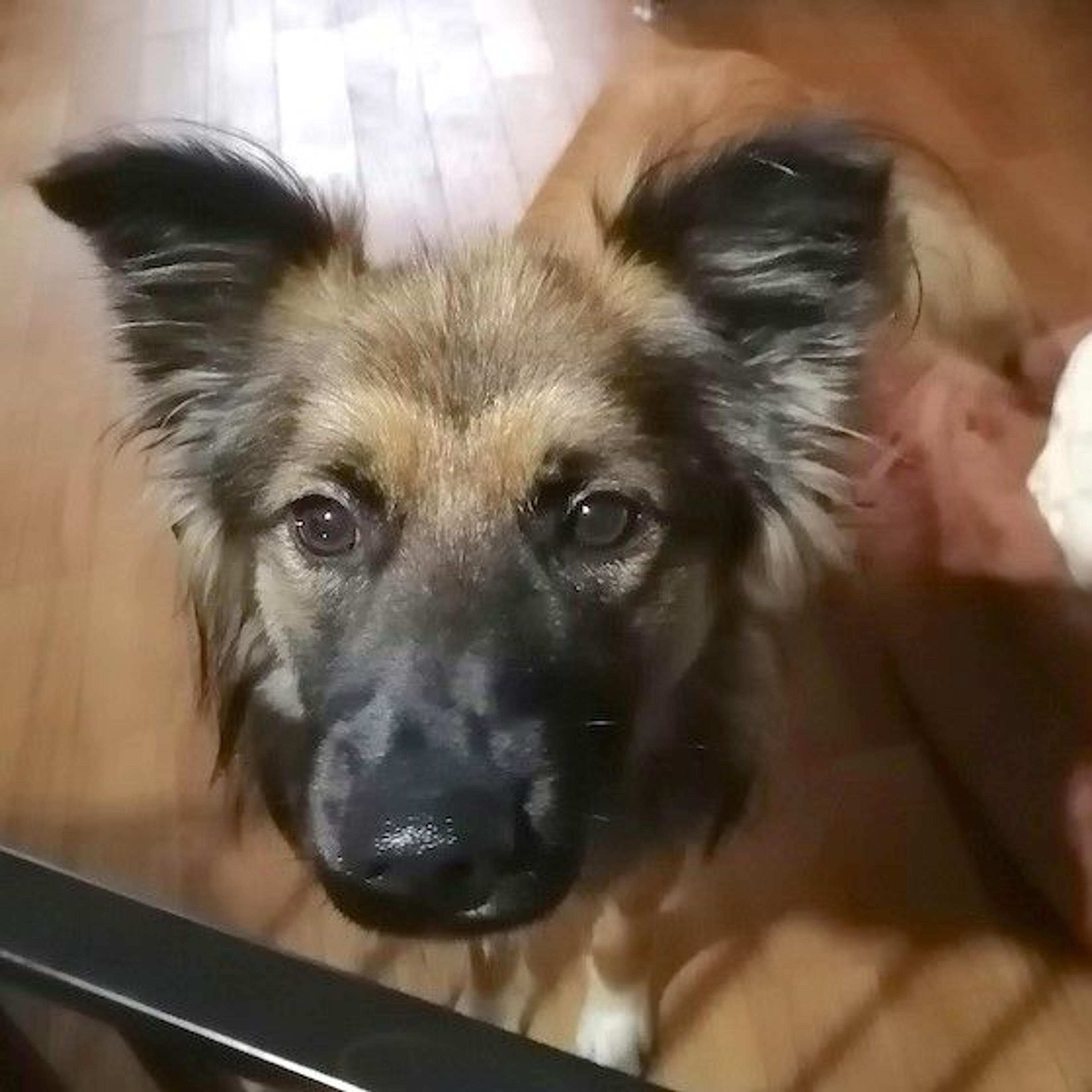 pet-image-2